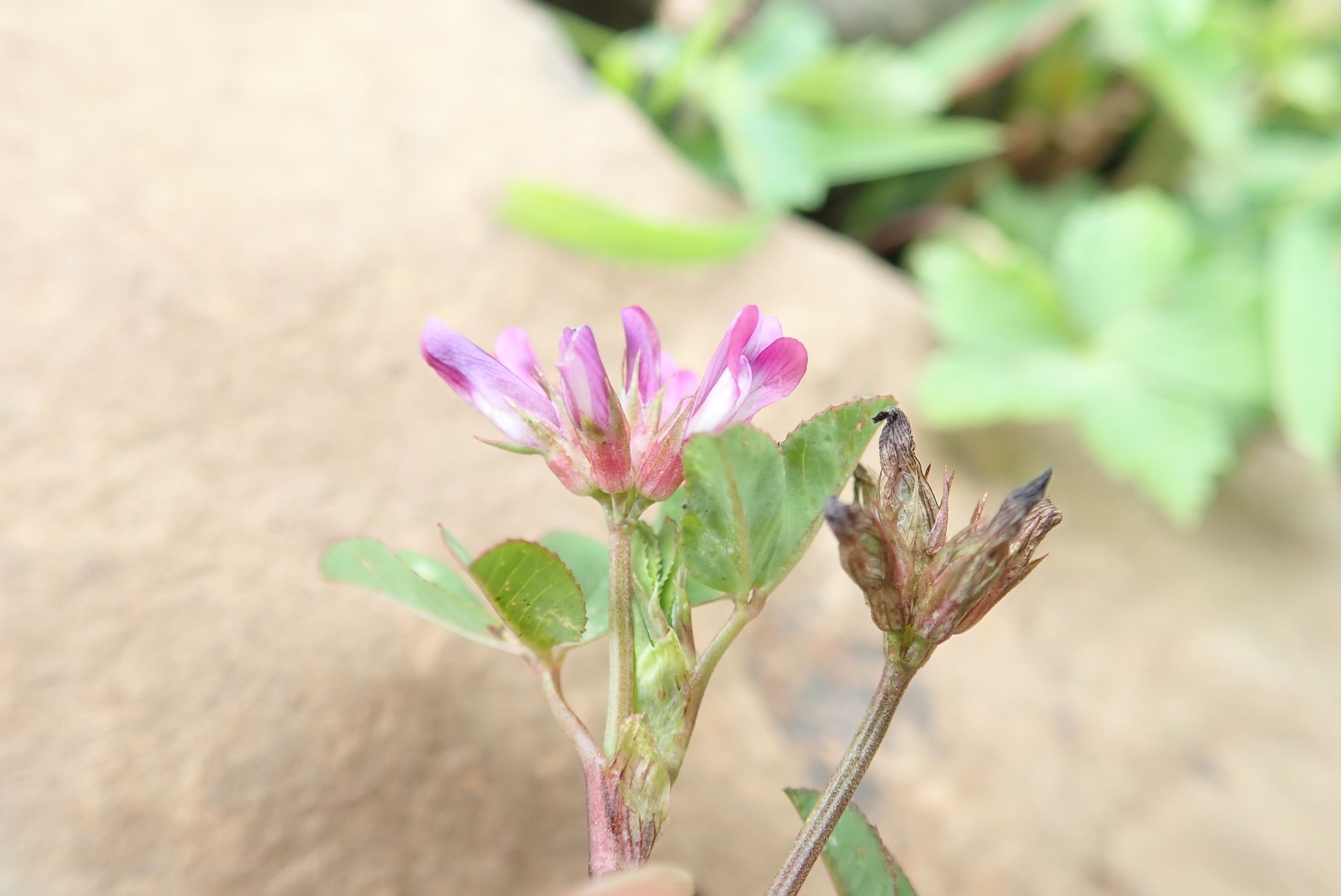 Trifolium tembense