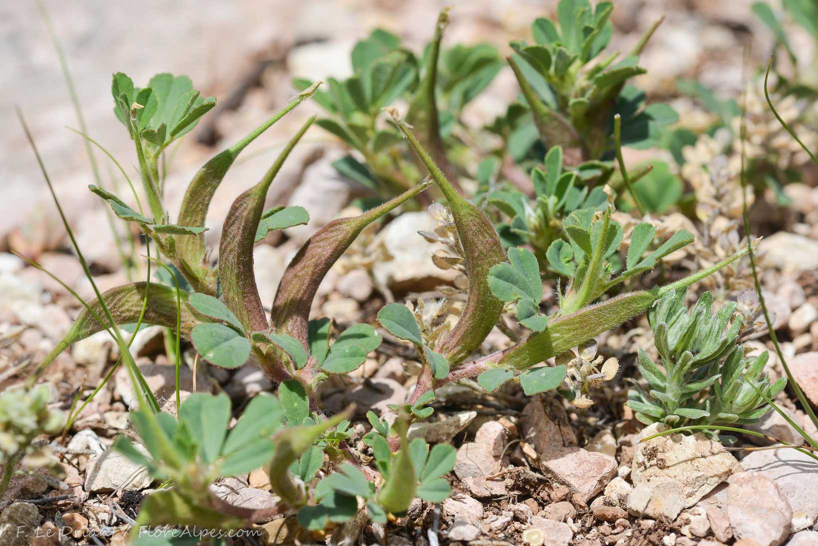Trigonella foenum-graecum