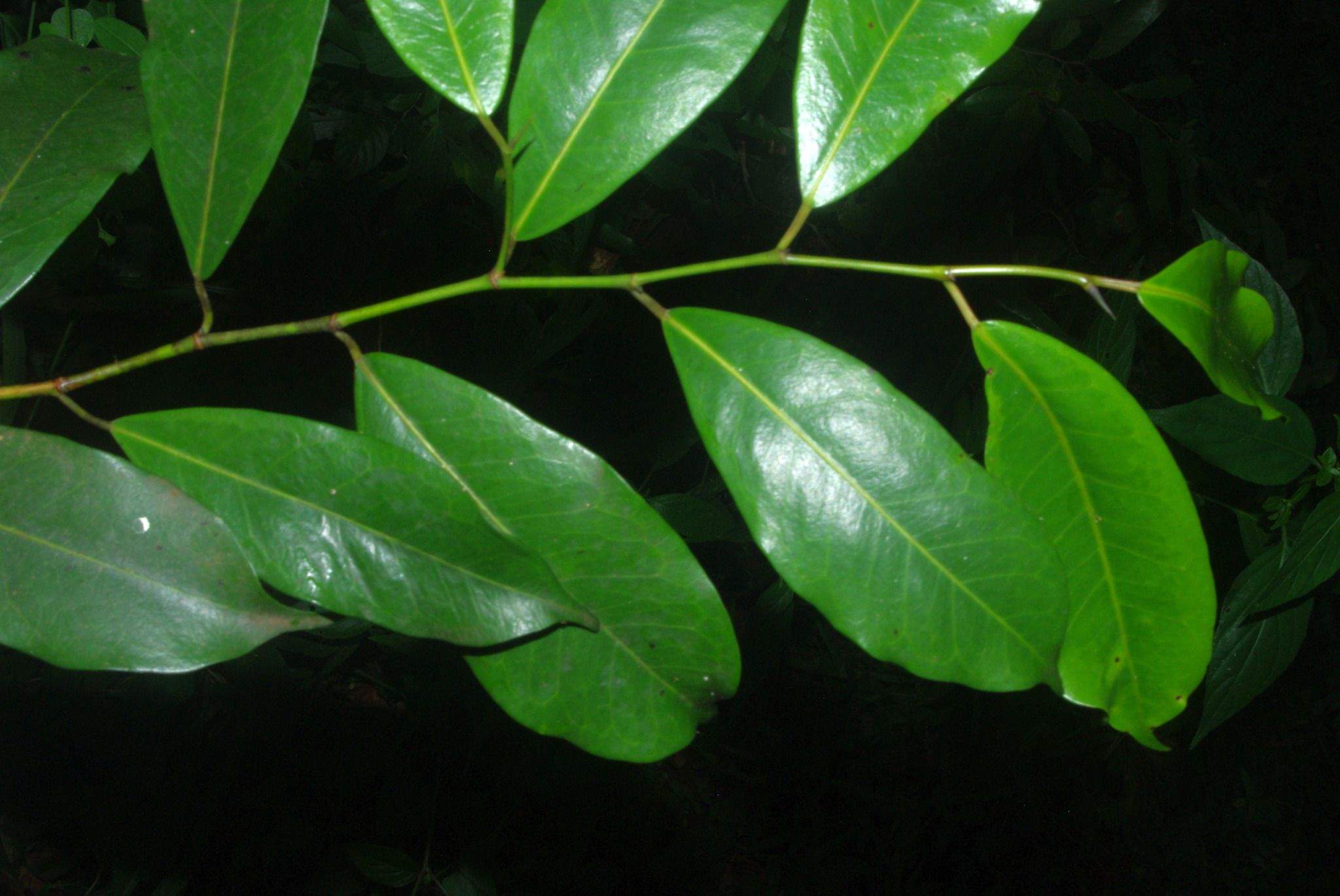 Trilepisium madagascariense