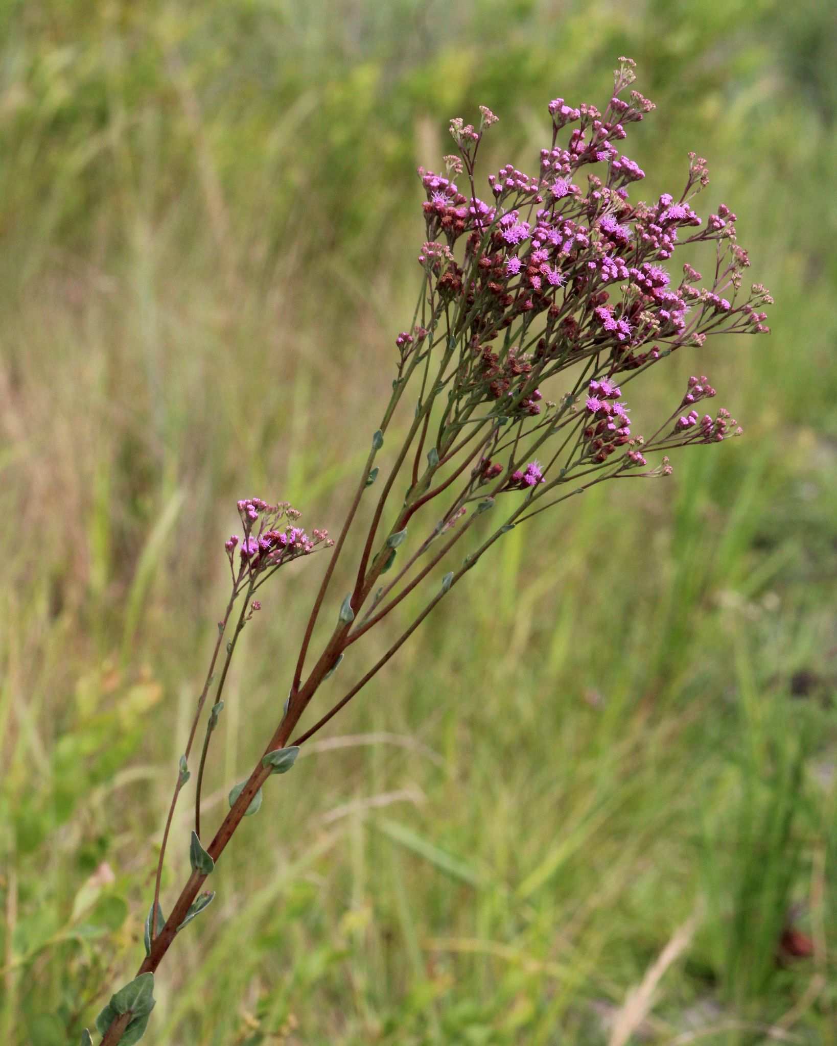 Trilisa odoratissima