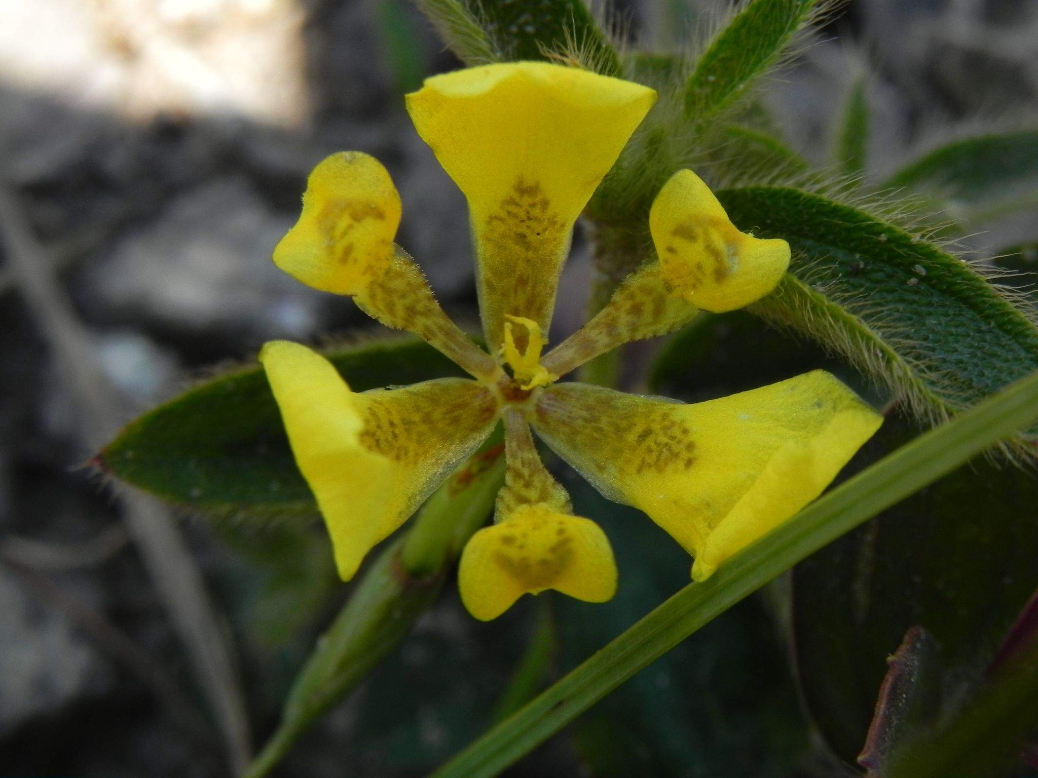 Trimezia lutea