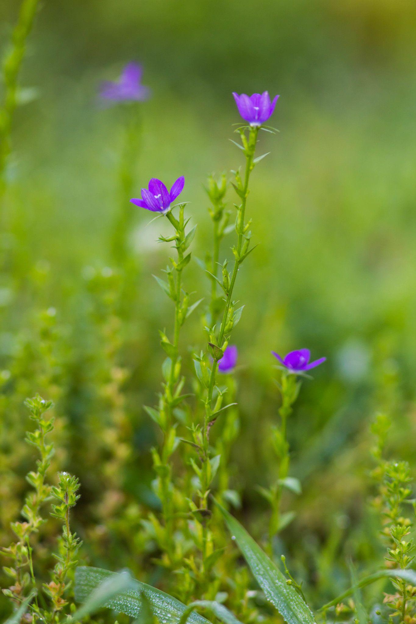 Triodanis biflora