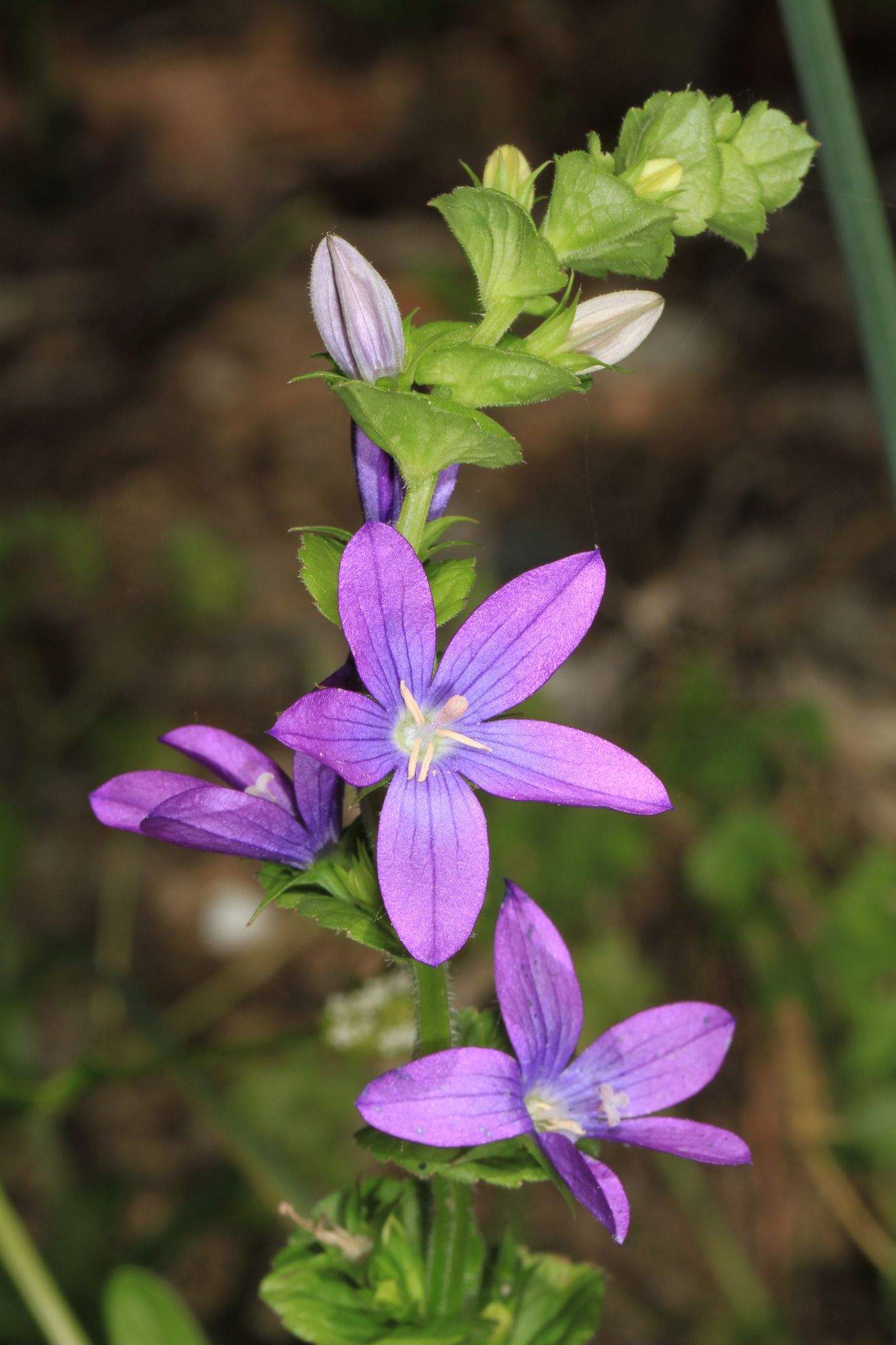 Triodanis perfoliata