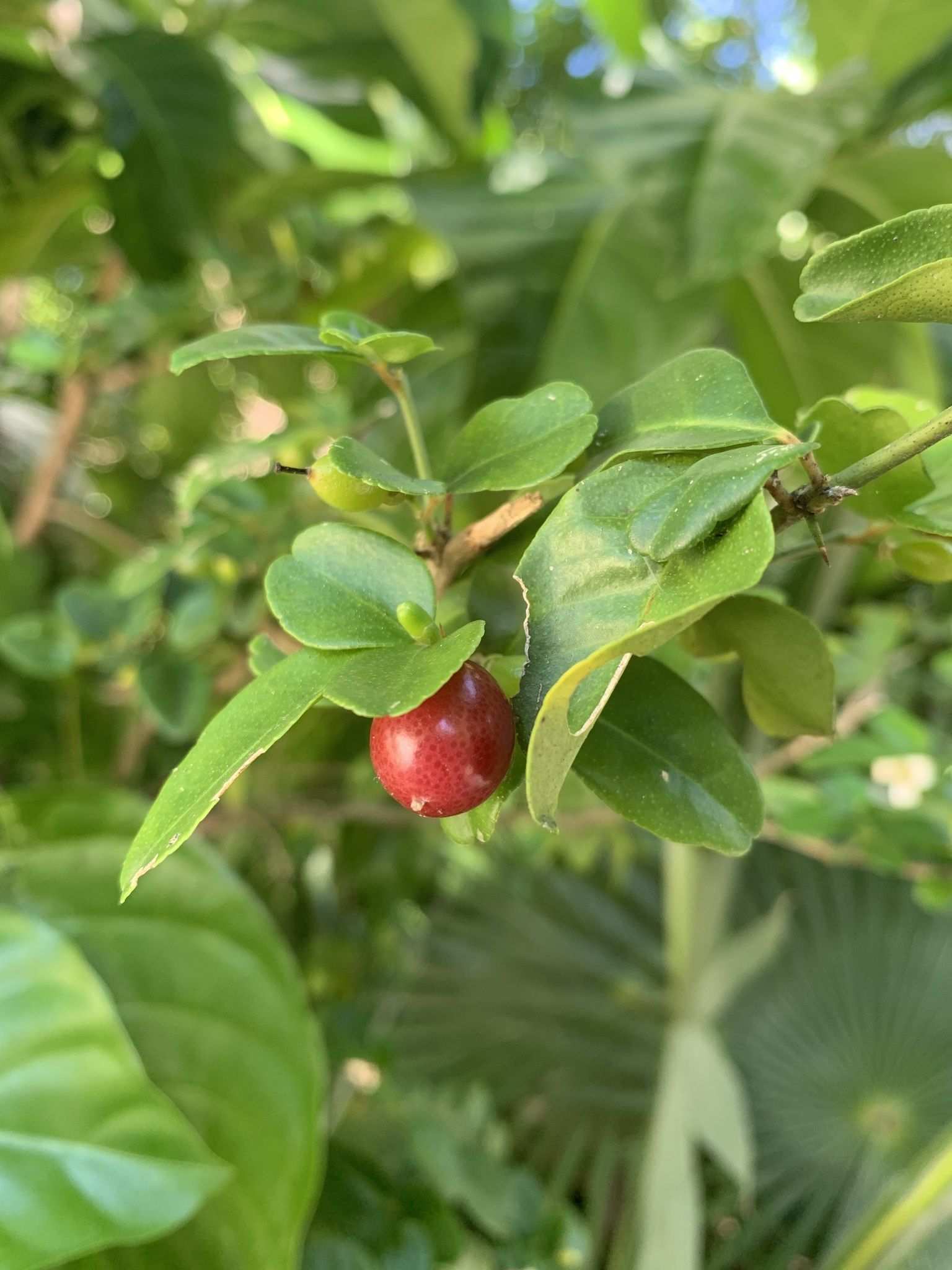 Triphasia trifolia