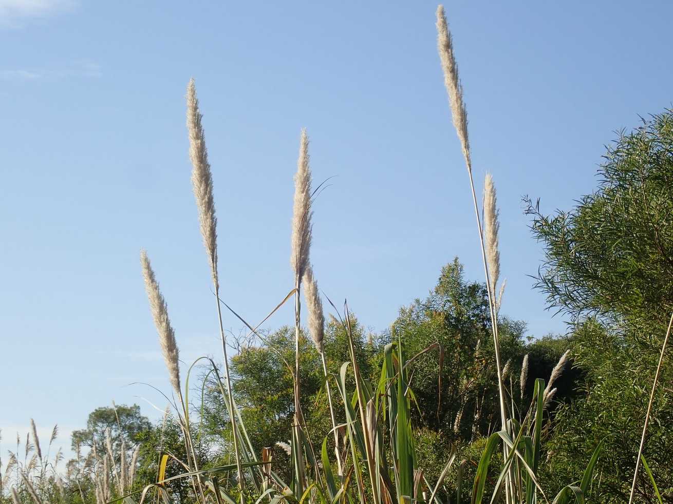 Tripidium arundinaceum