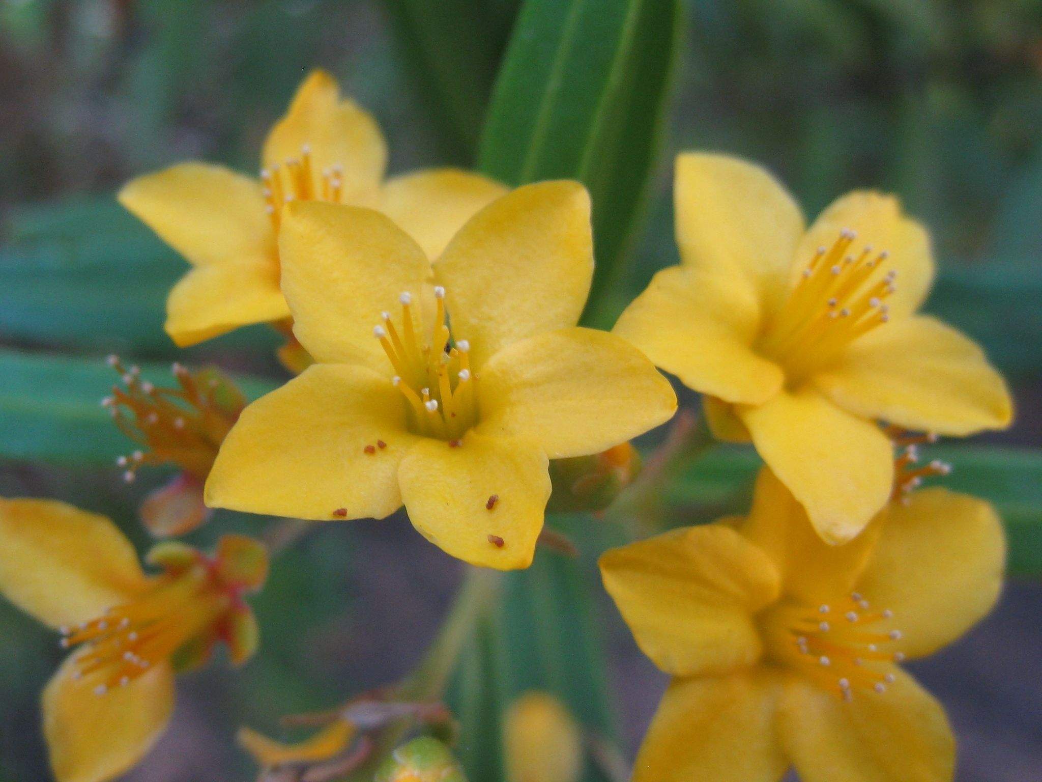 Tristania neriifolia