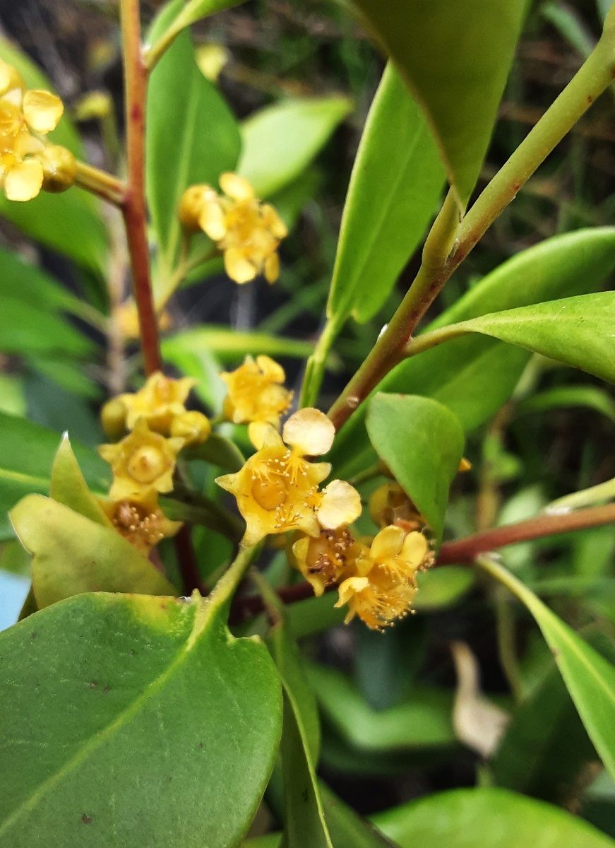 Tristaniopsis collina