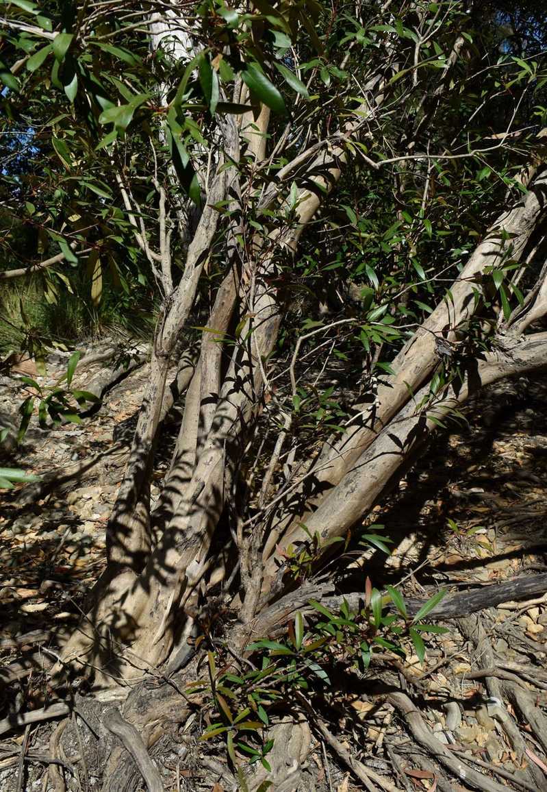 Tristaniopsis exiliflora