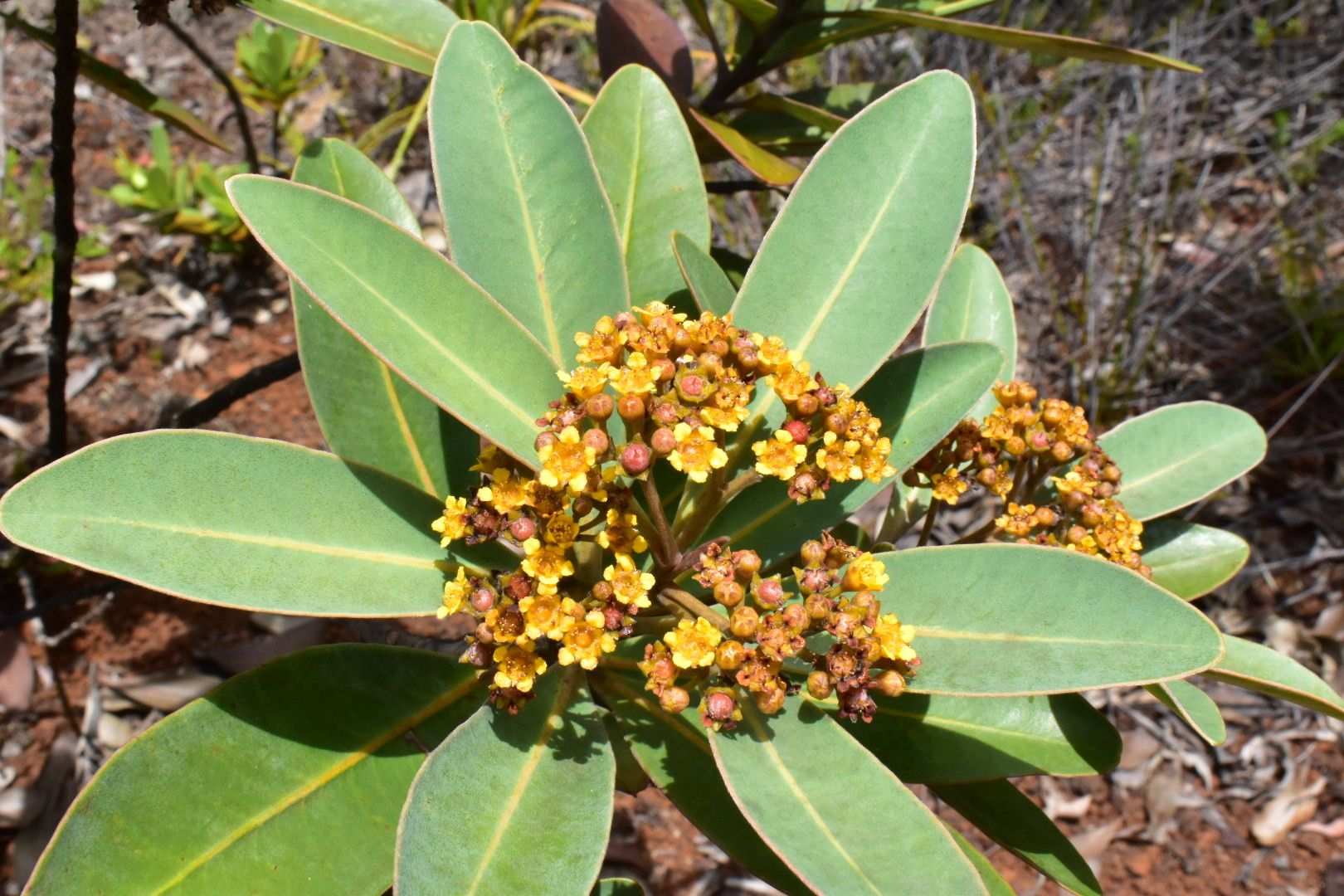 Tristaniopsis glauca