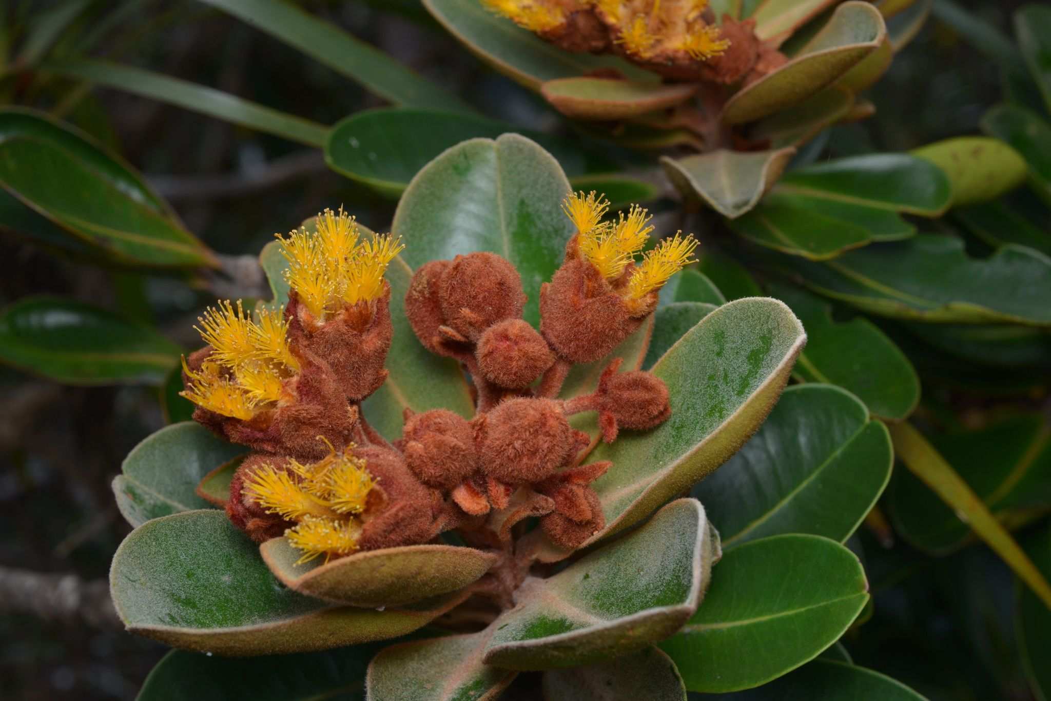 Tristaniopsis guillainii