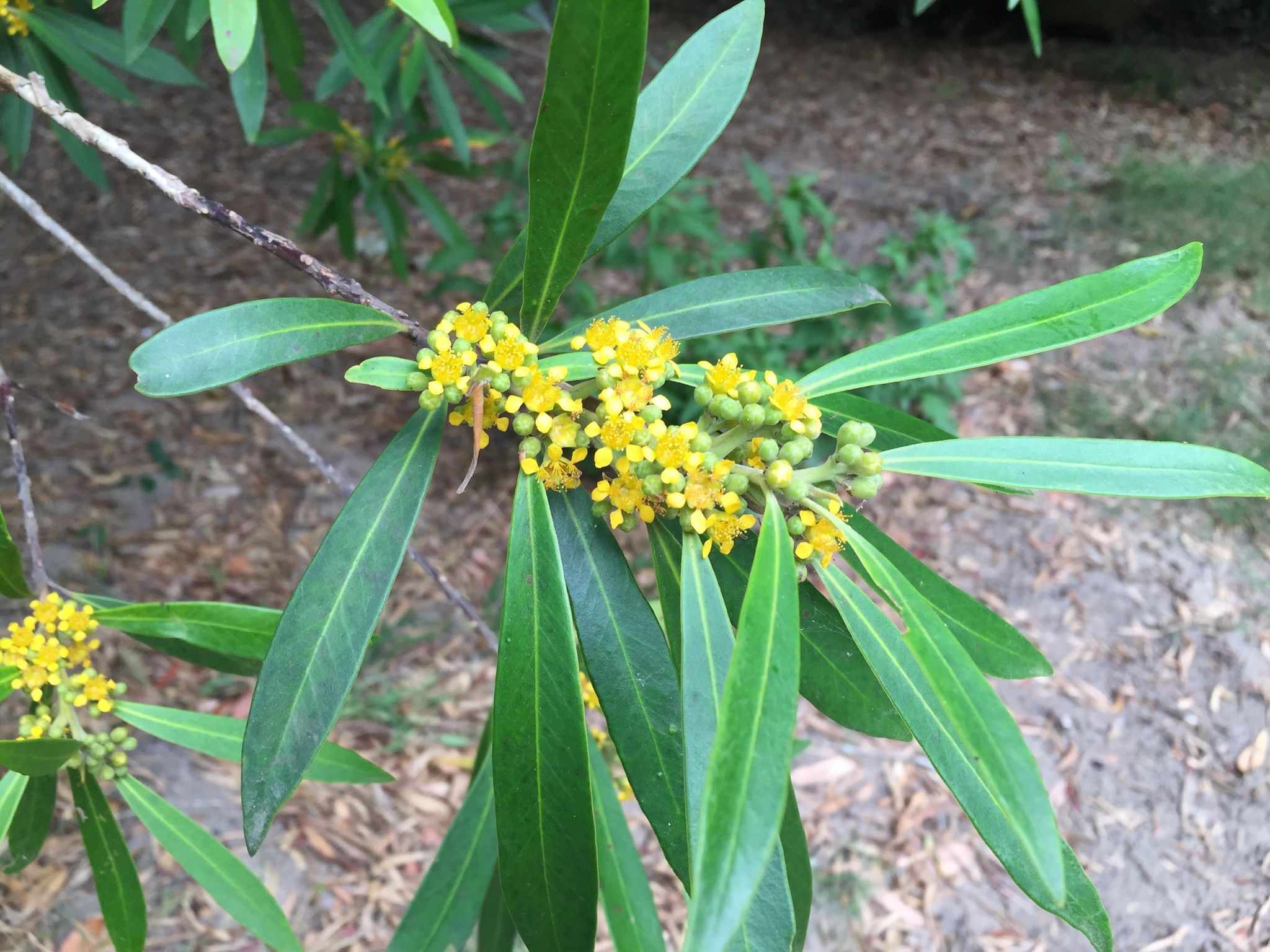Tristaniopsis laurina