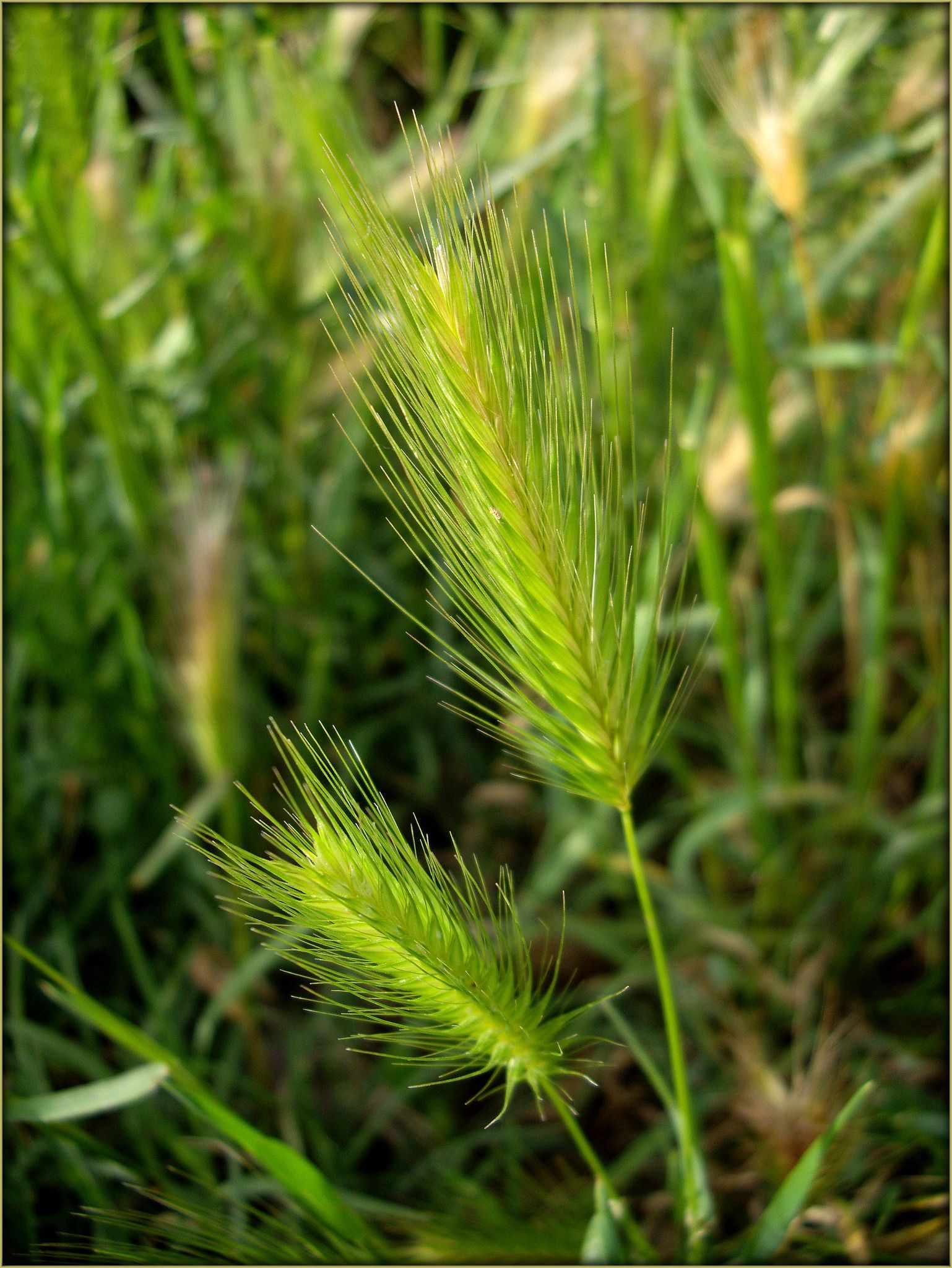 Triticum