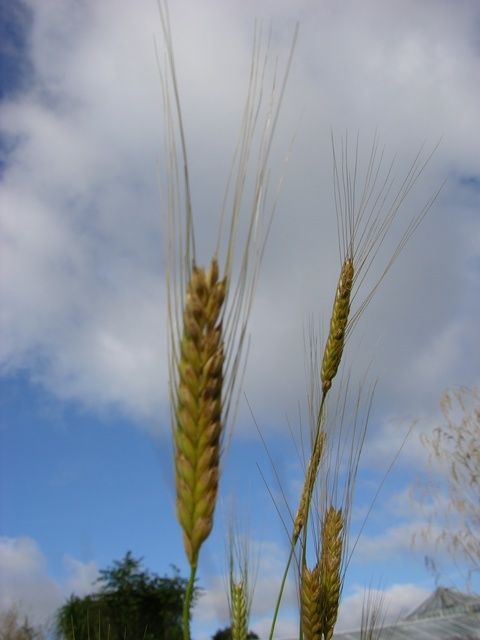 Triticum monococcum