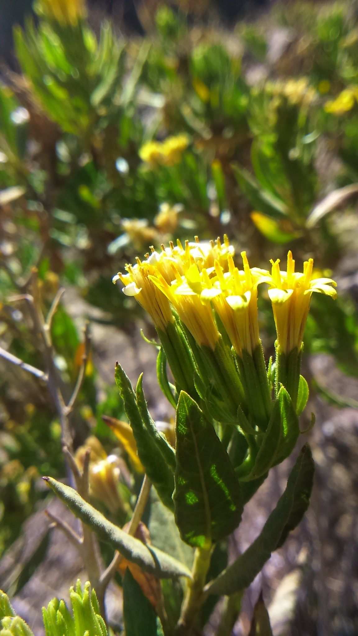 Trixis cacalioides