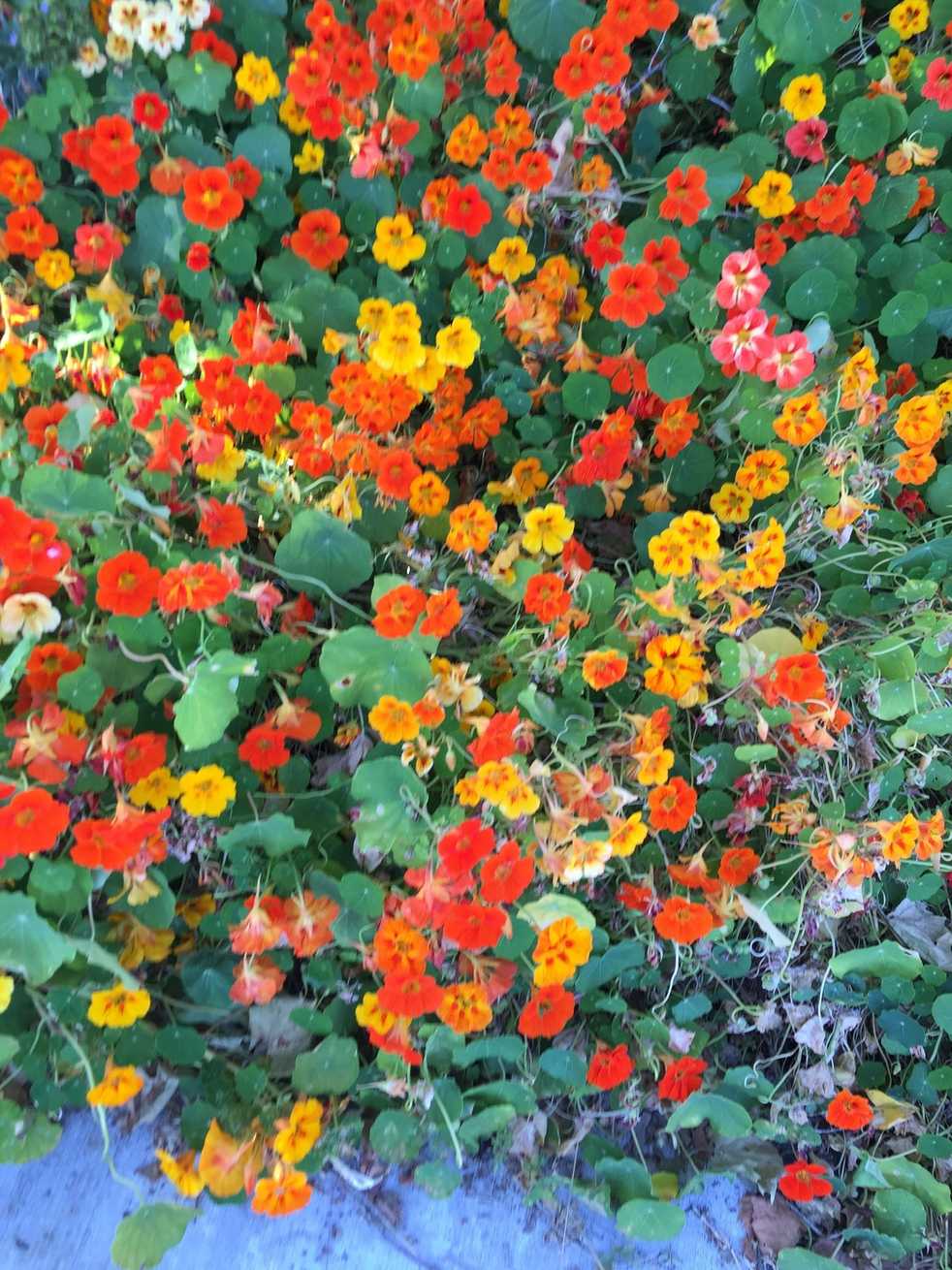 Tropaeolum majus