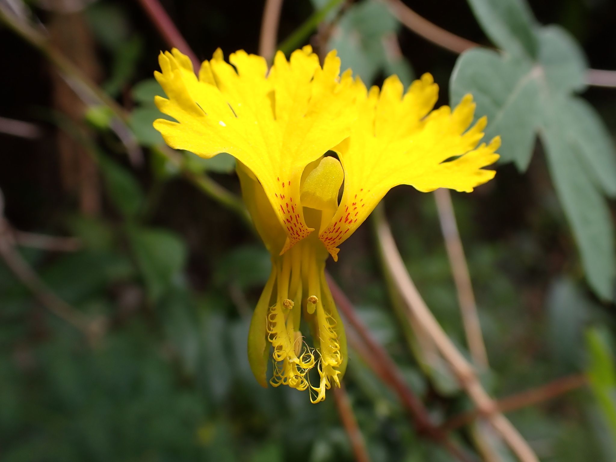 Tropaeolum peregrinum