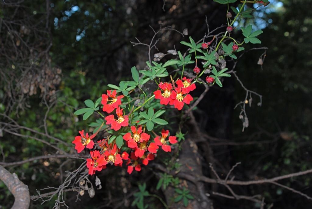 Tropaeolum sp.