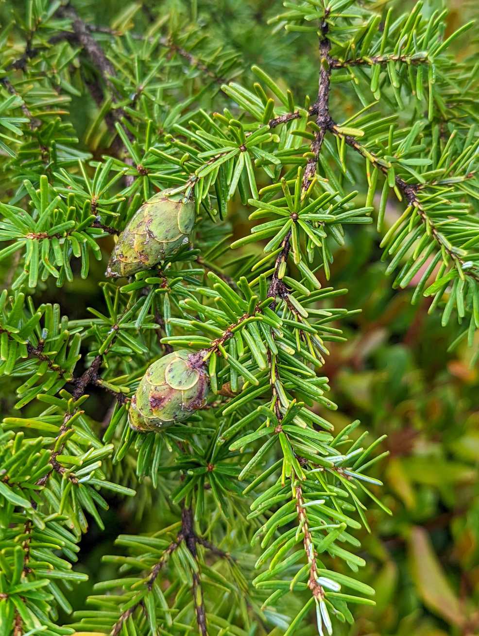 Tsuga caroliniana