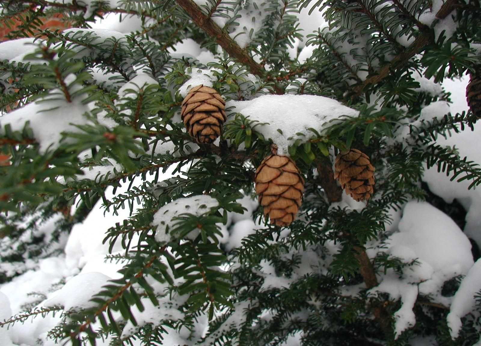 Tsuga diversifolia