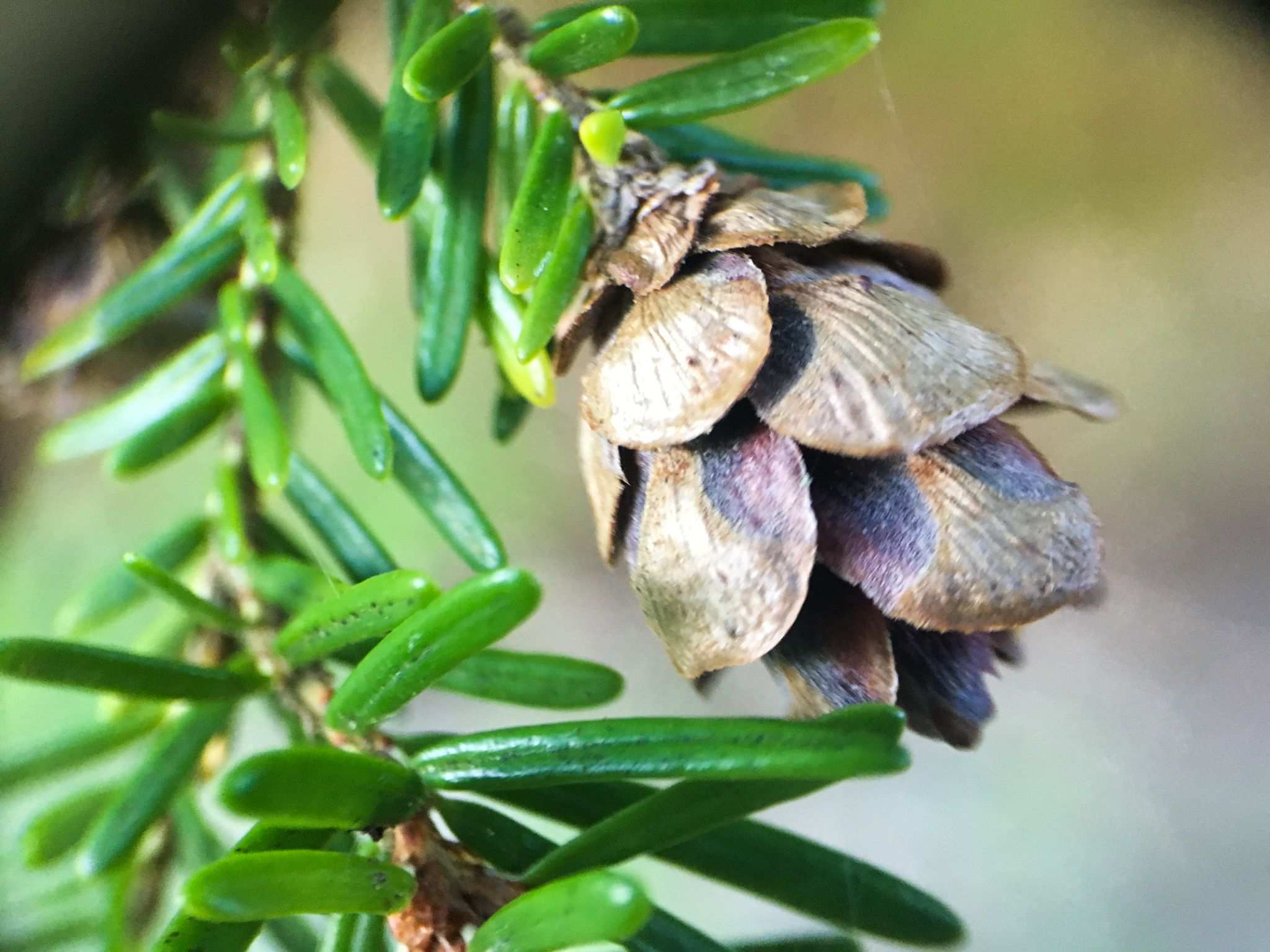 Tsuga heterophylla