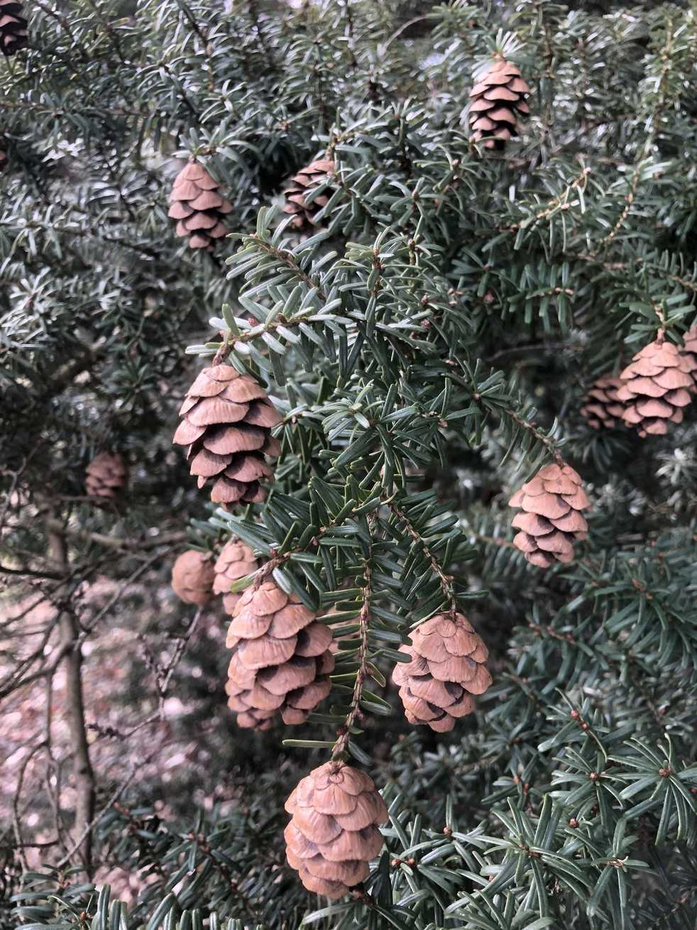 Tsuga sieboldii