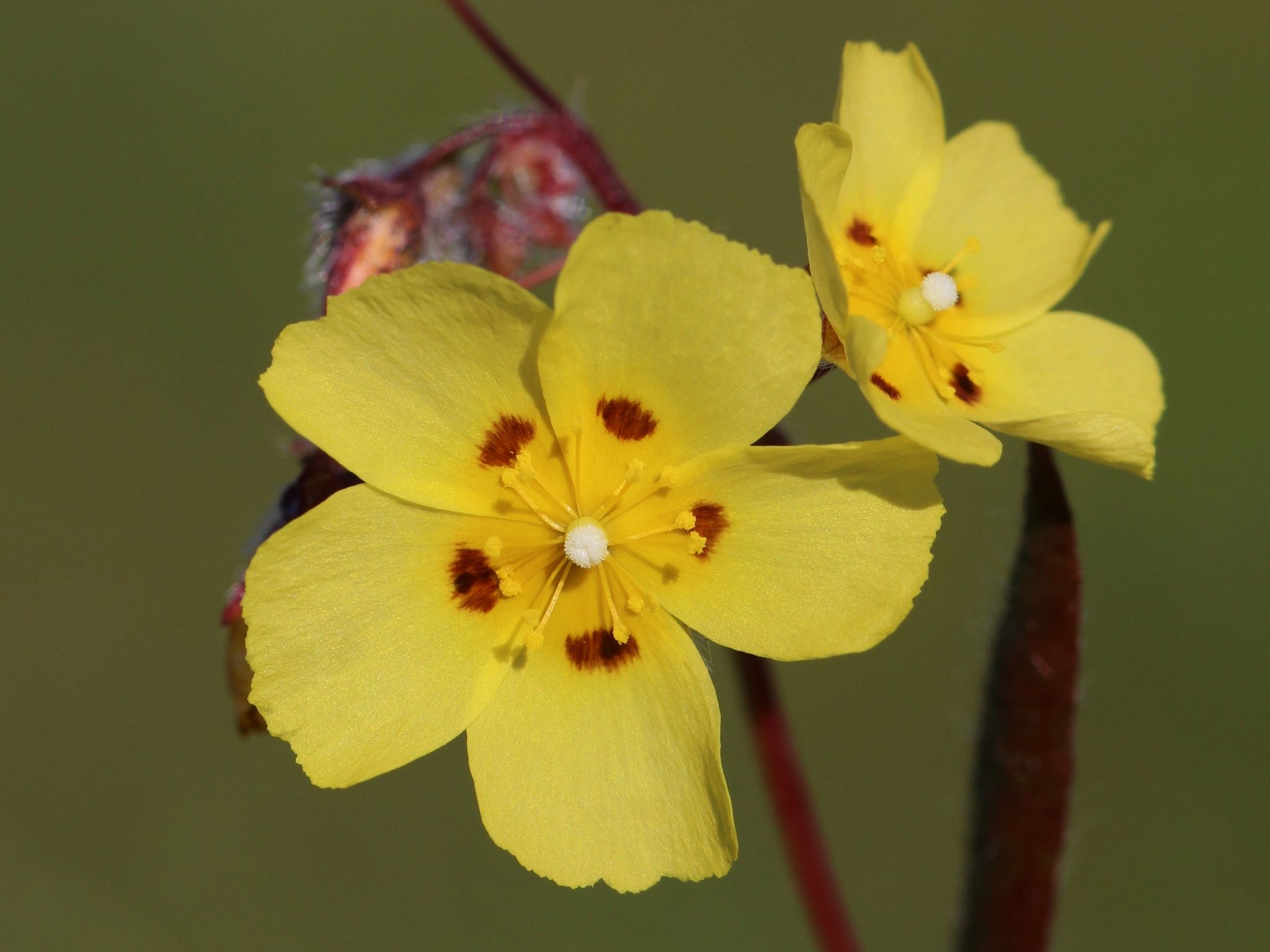 Tuberaria guttata