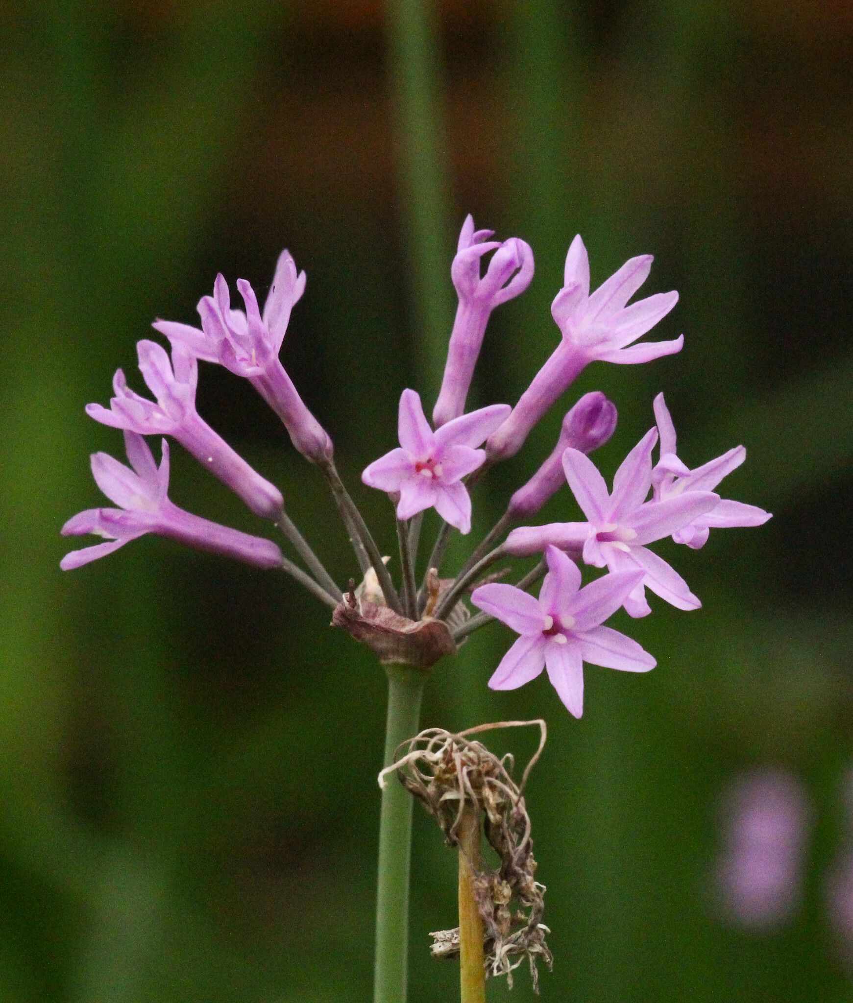 Tulbaghia