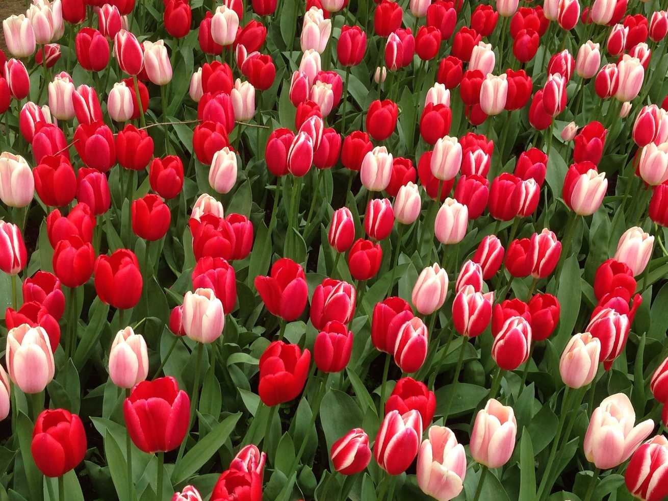 Tulipa gesneriana