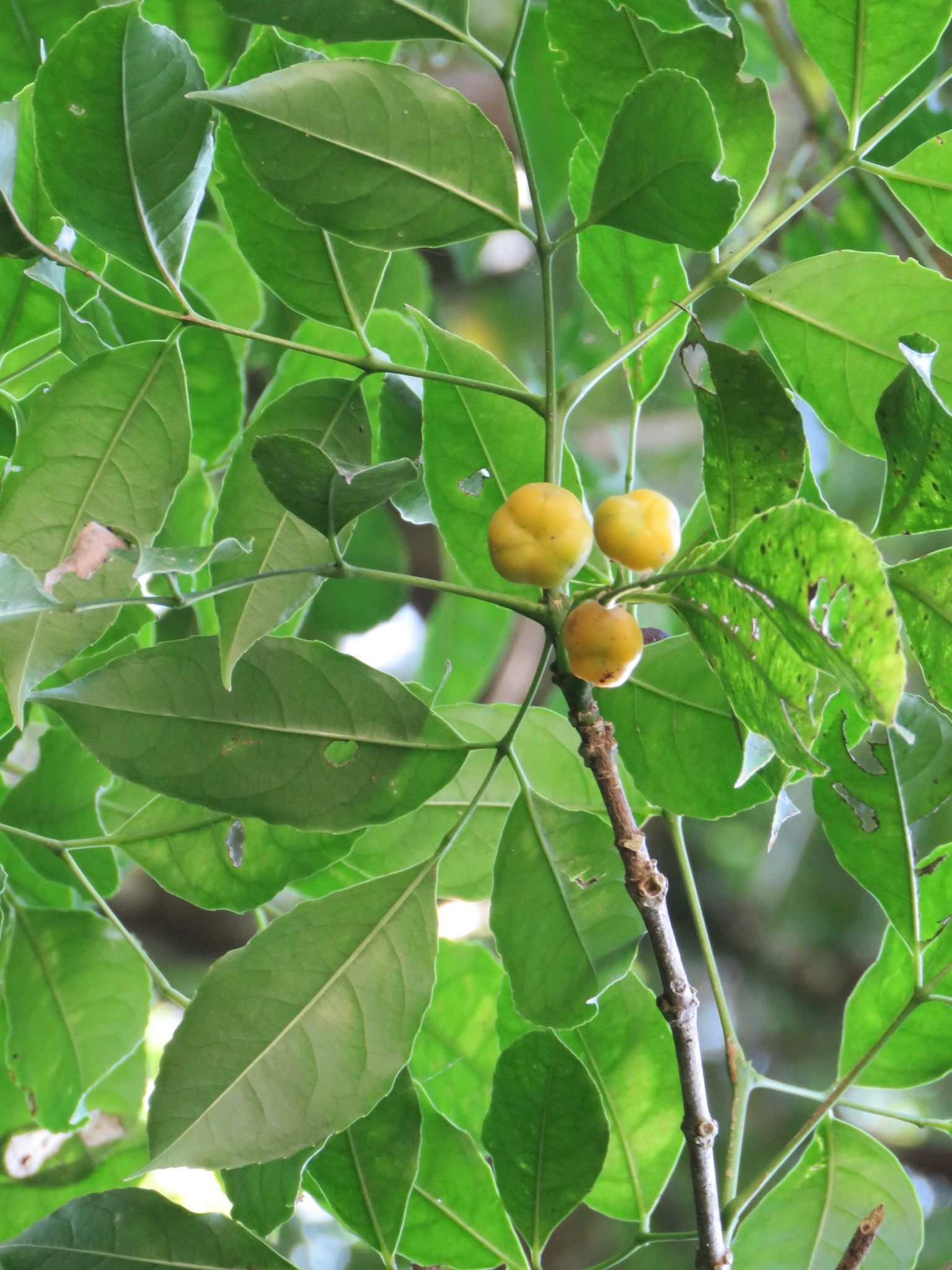 Turpinia occidentalis