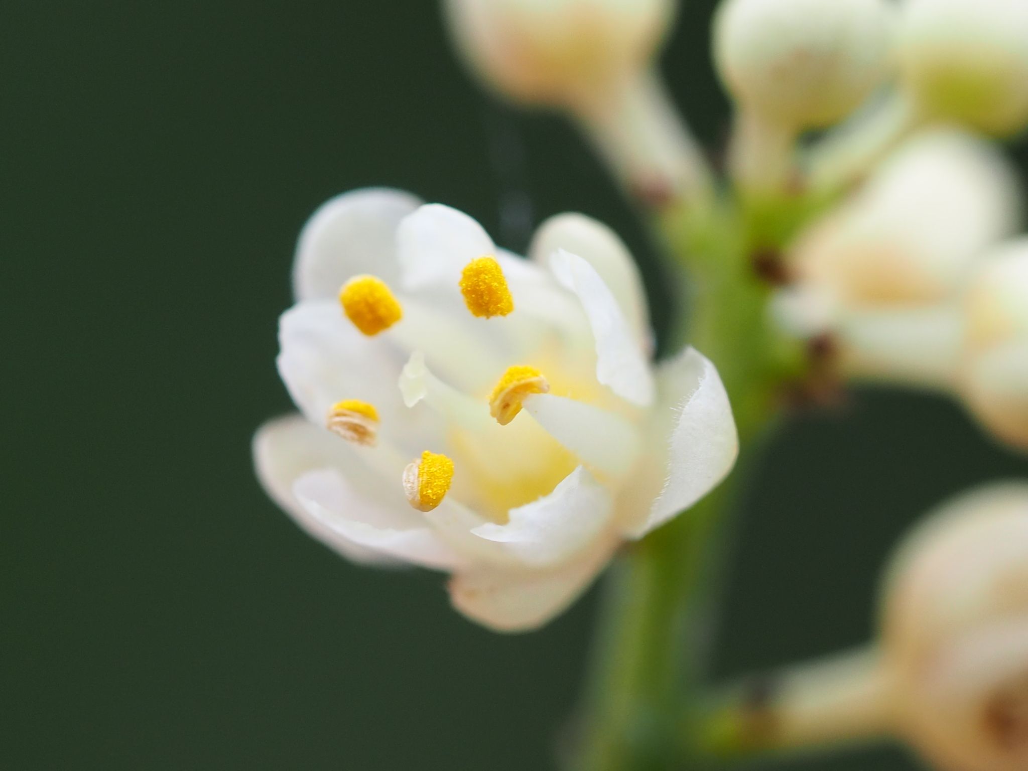 Turpinia ternata