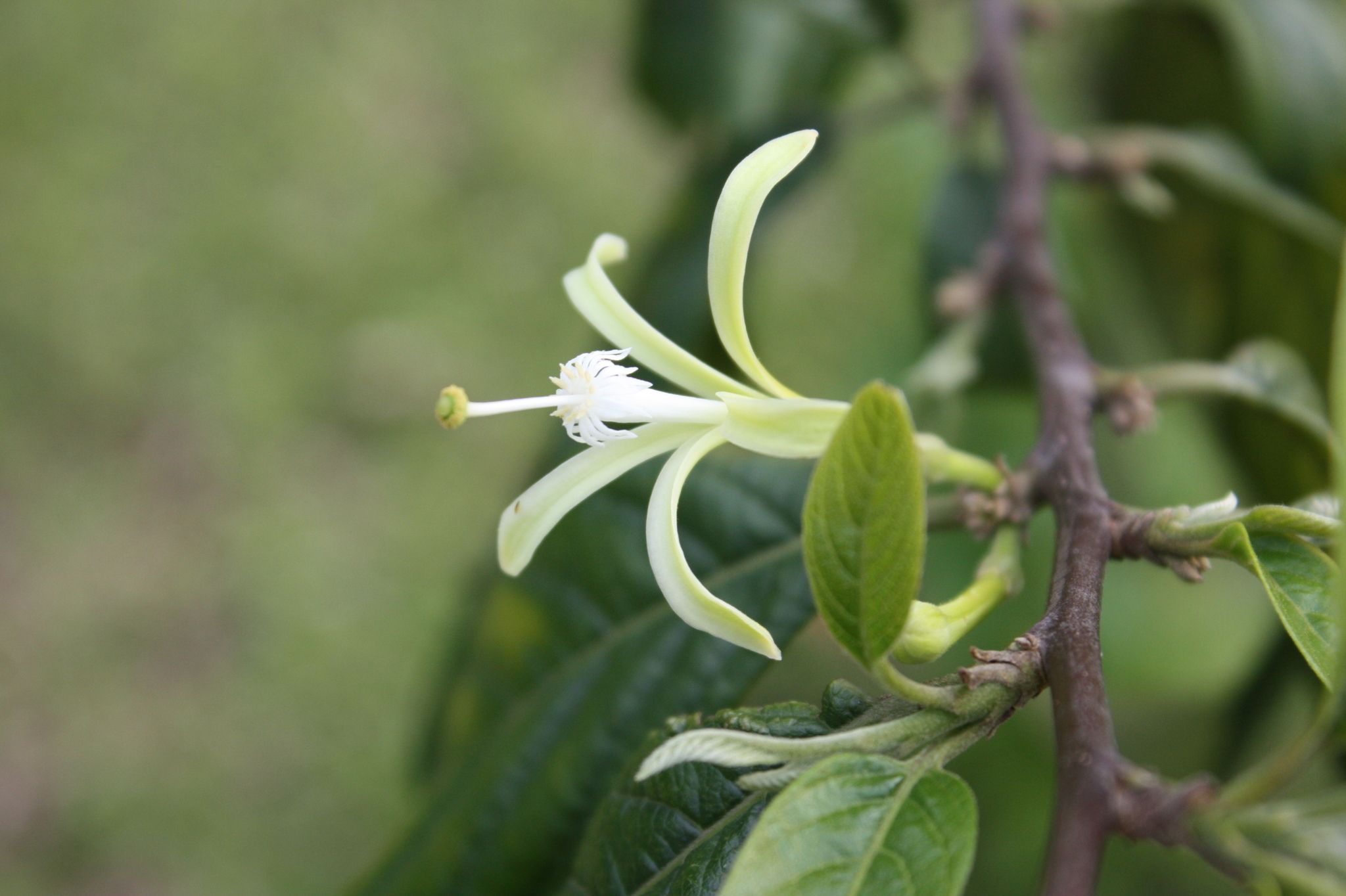 Turraea floribunda