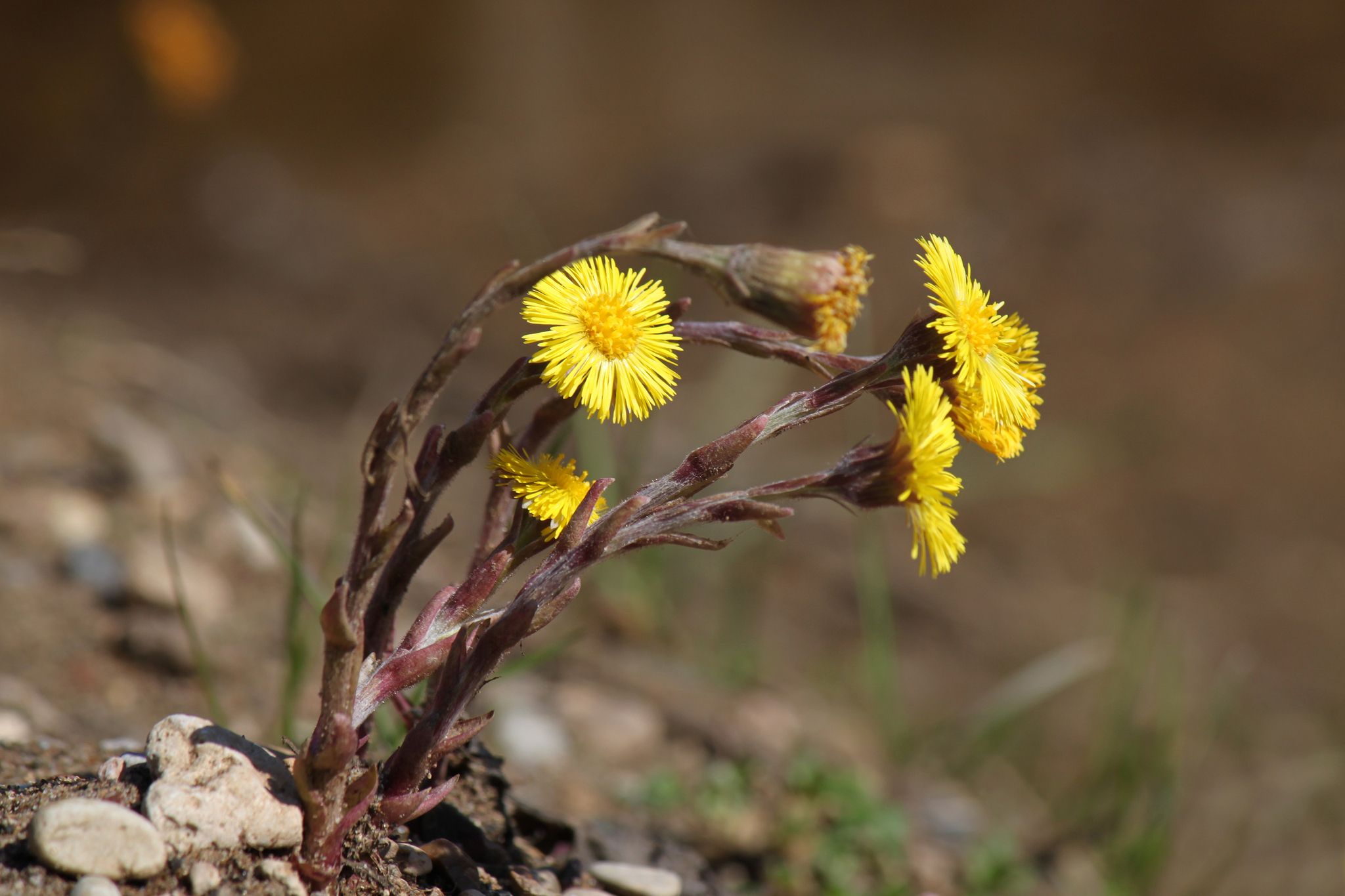 Tussilago farfara