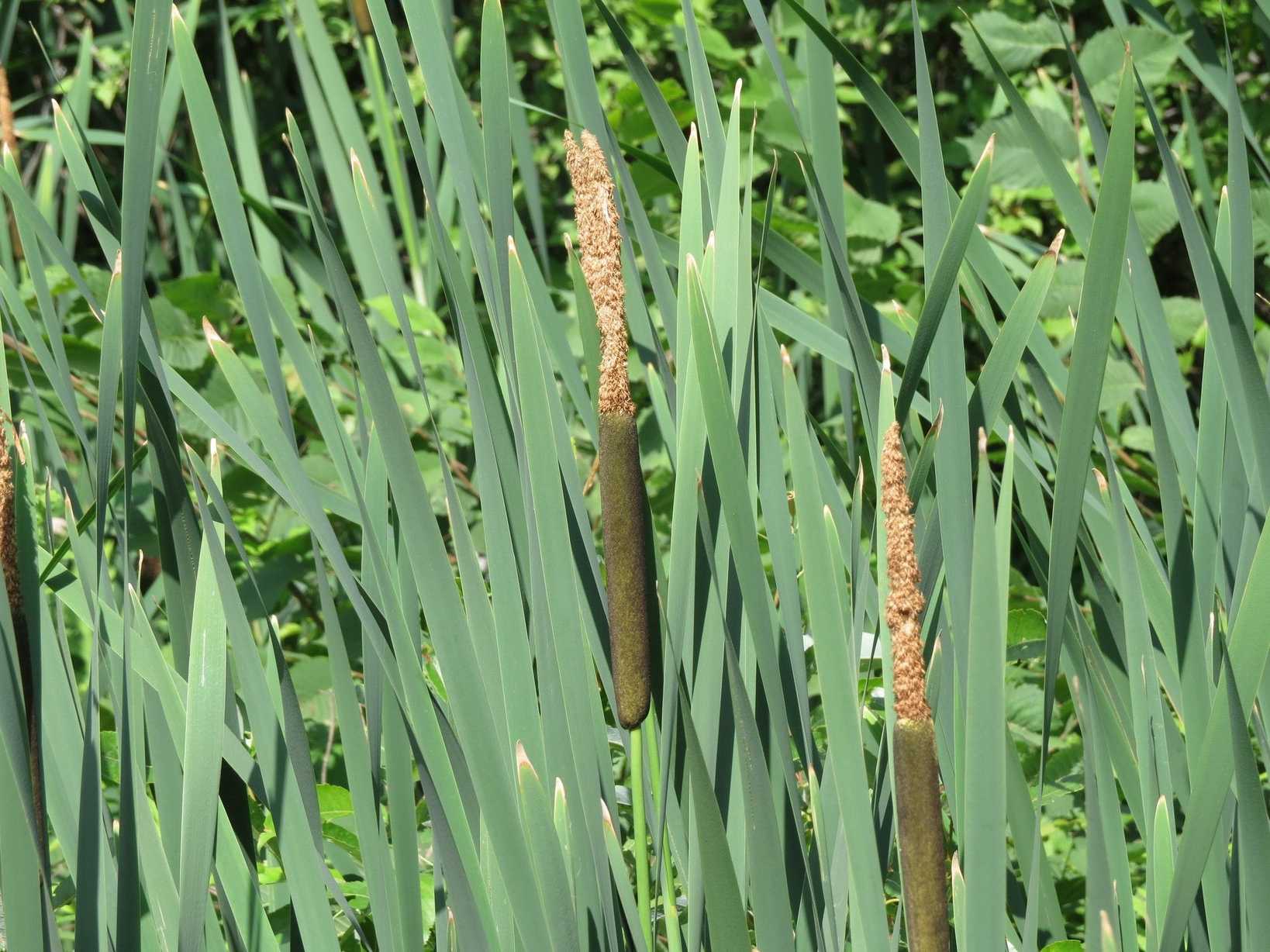 Typha latifolia