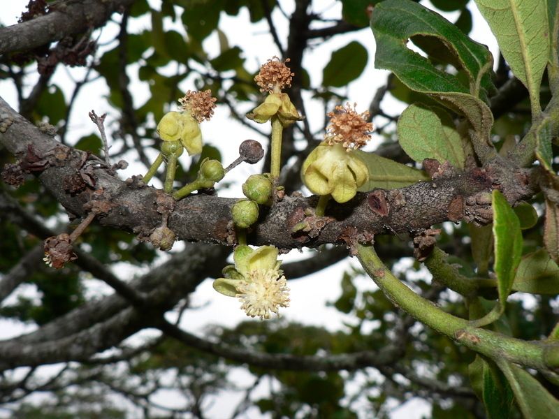 Uapaca kirkiana