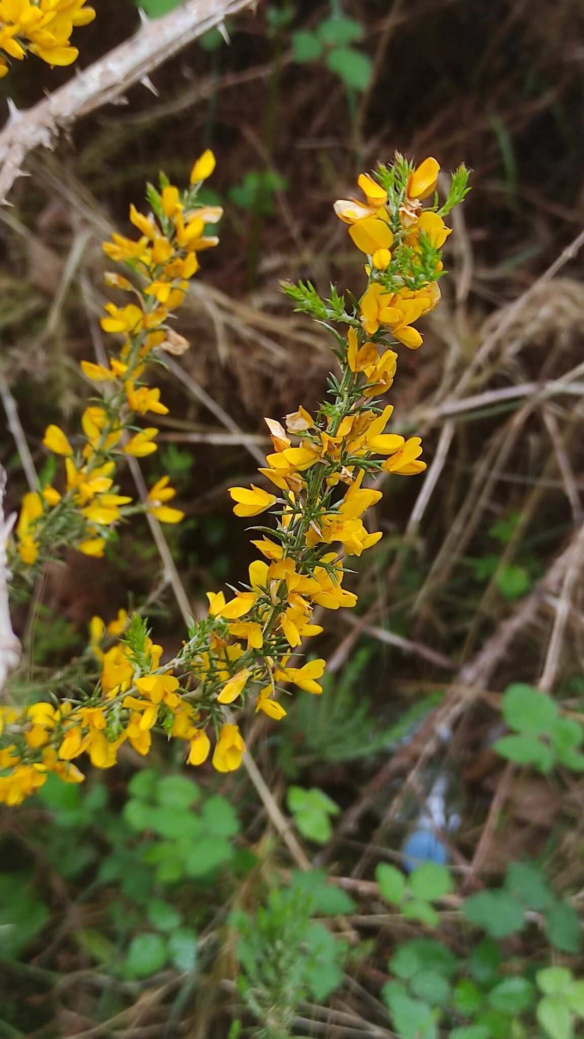Ulex micranthus