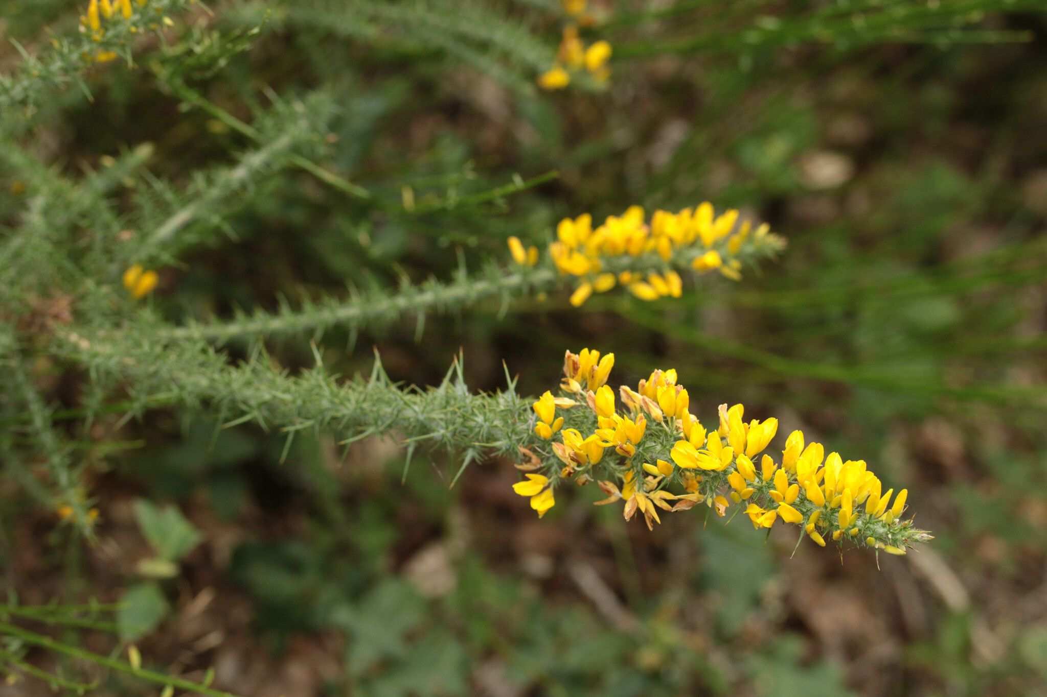 Ulex minor