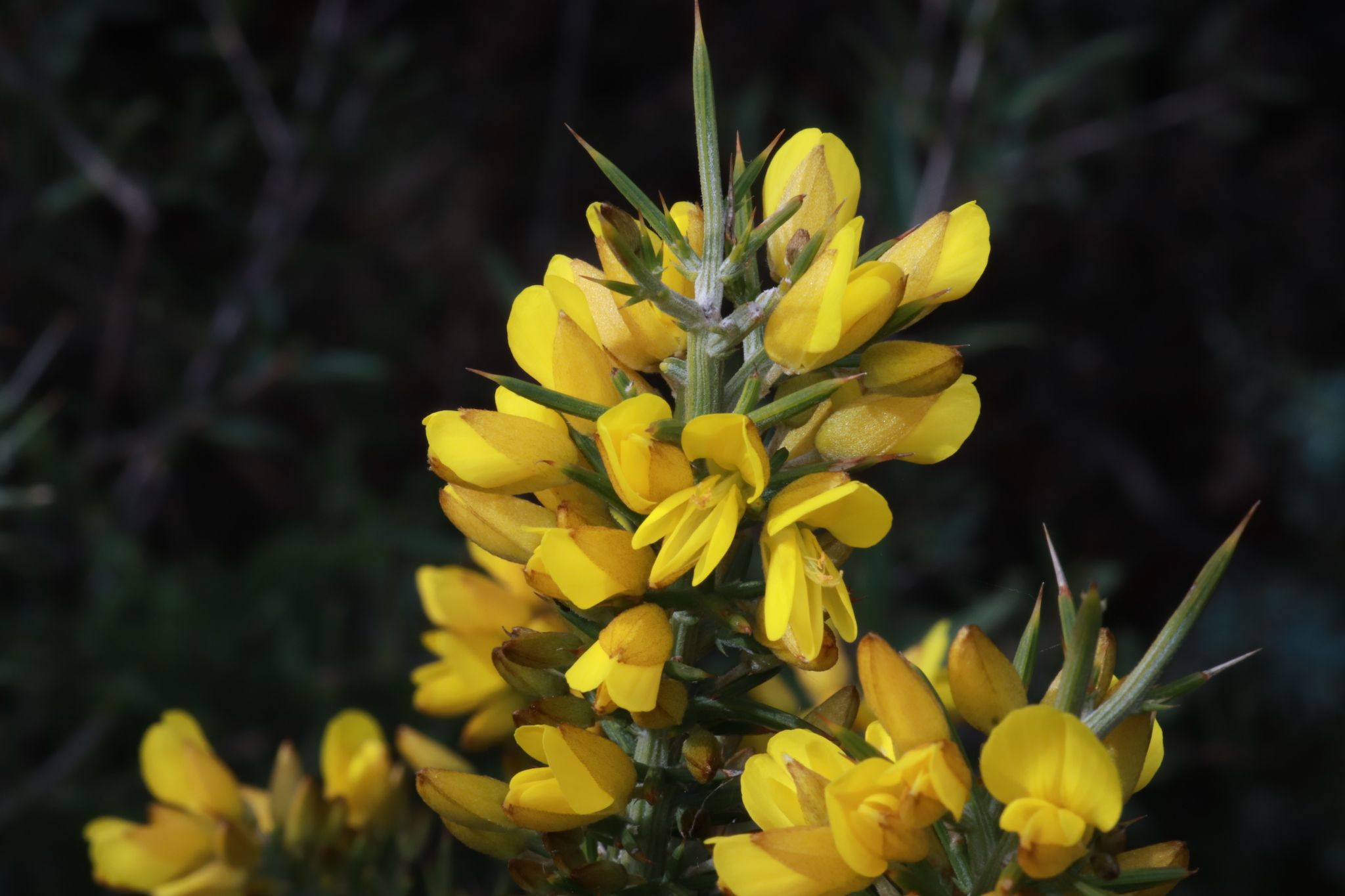 Ulex parviflorus