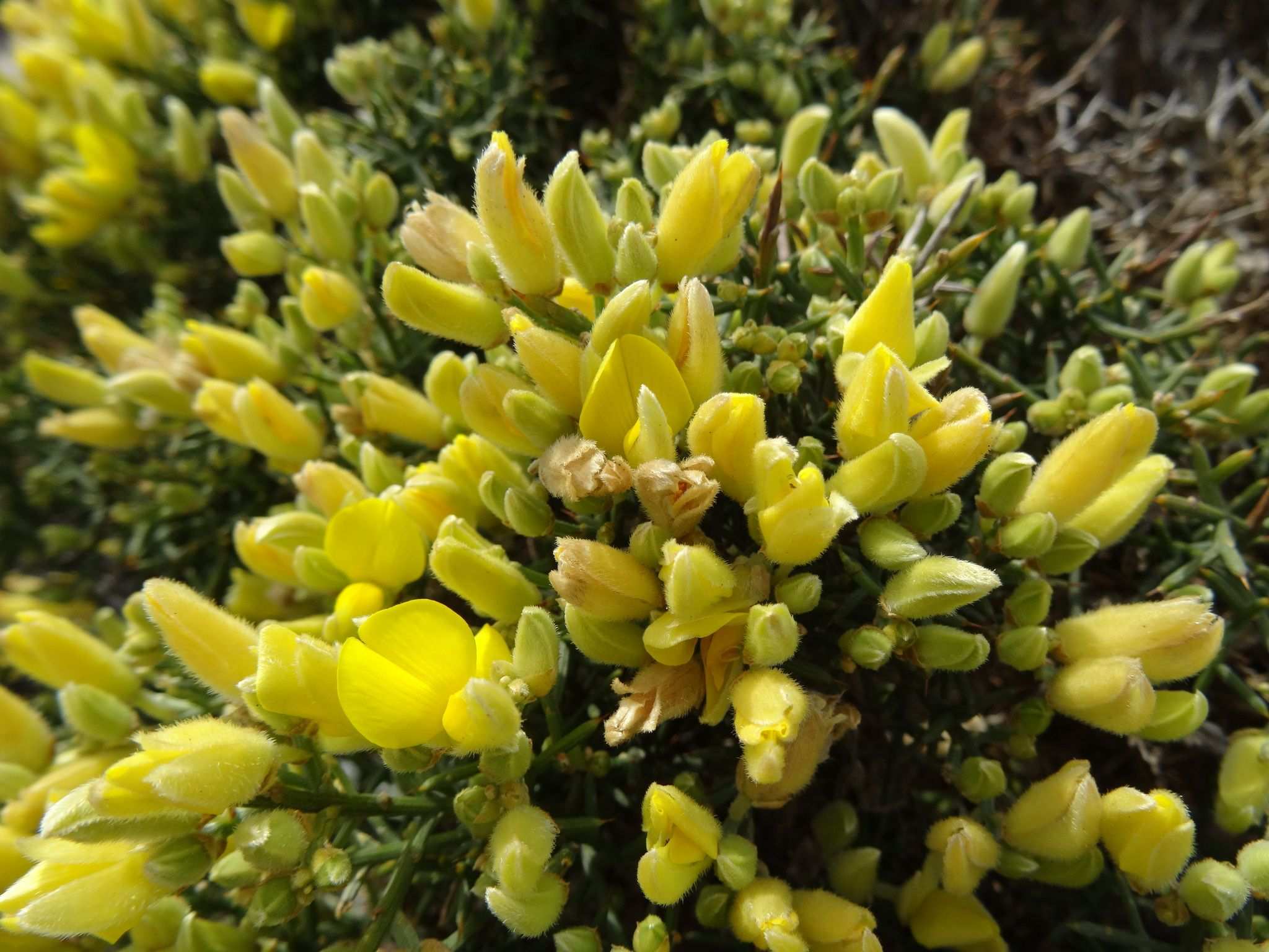 Ulex sp.