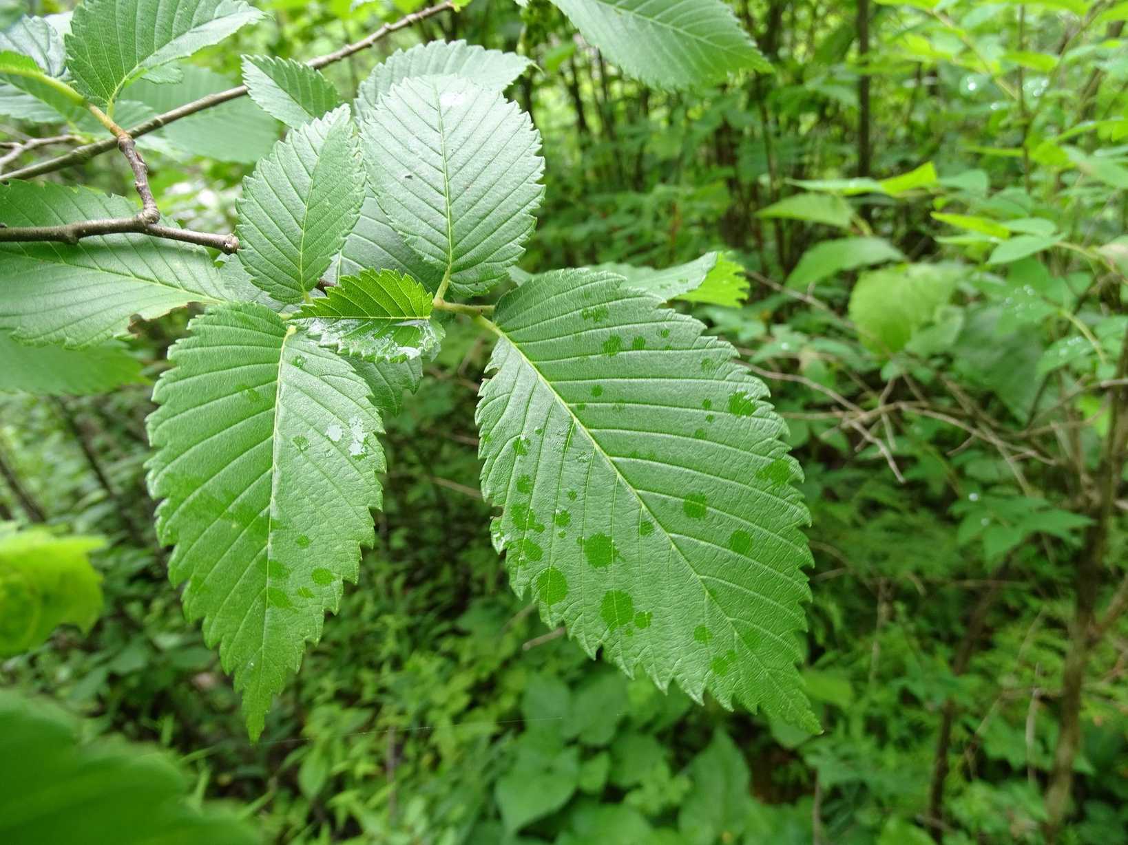 Ulmus