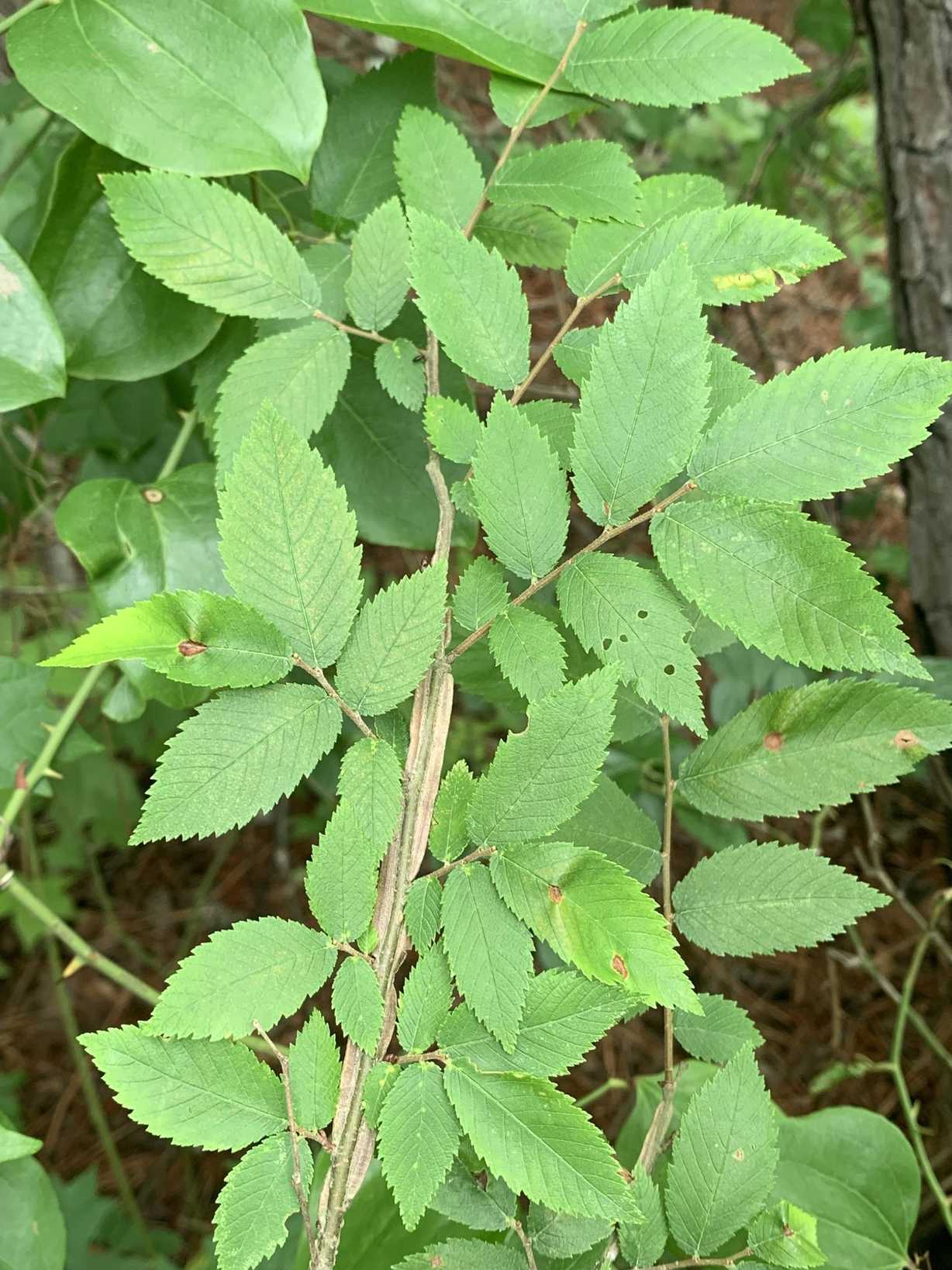 Ulmus alata