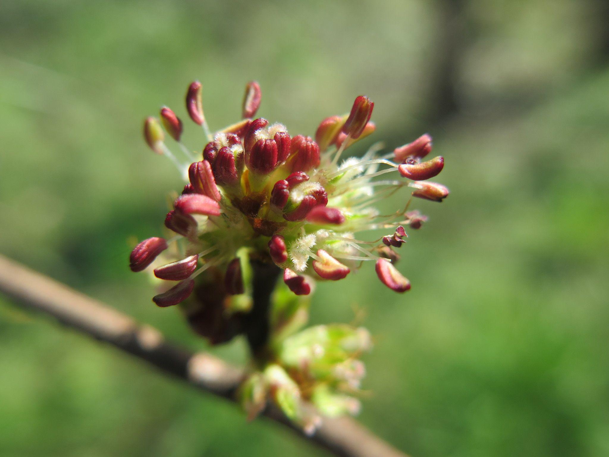 Ulmus chenmoui