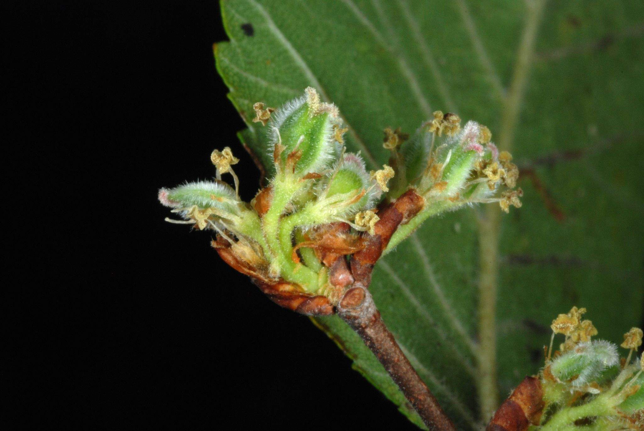 Ulmus crassifolia