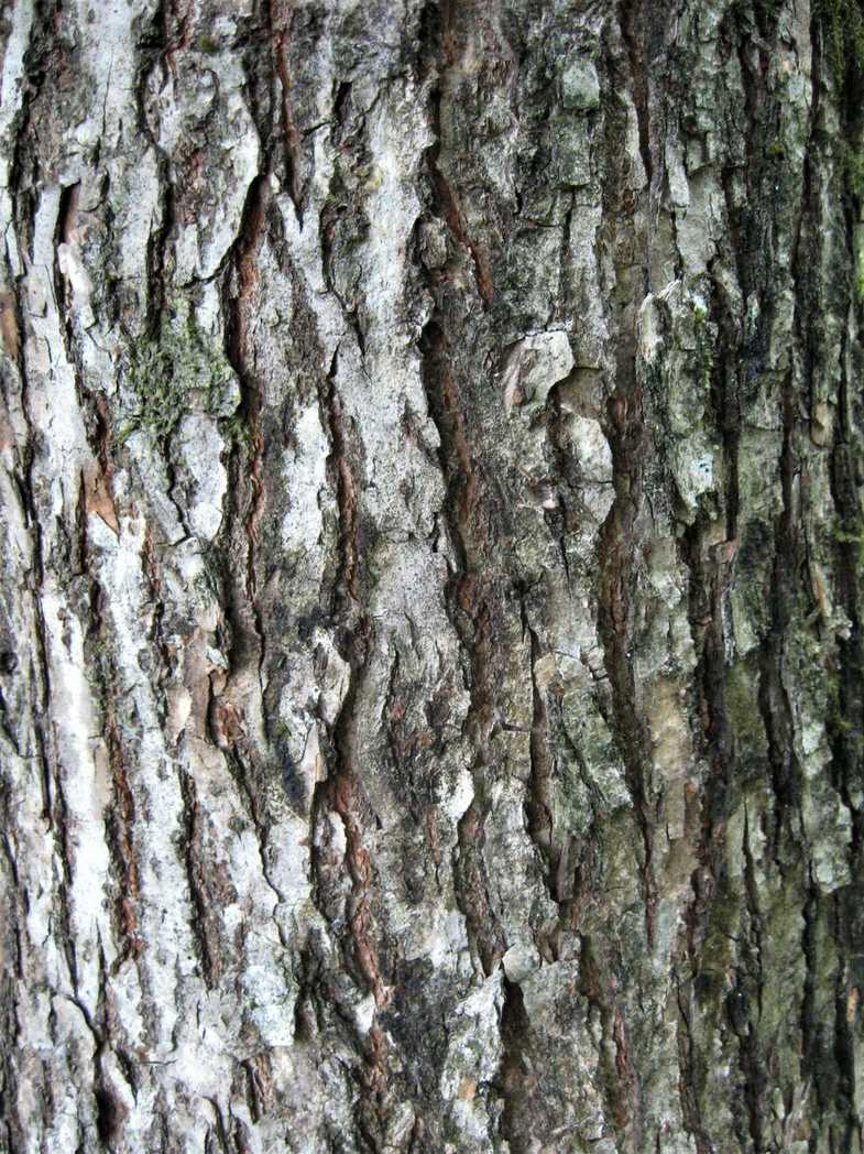 Ulmus davidiana