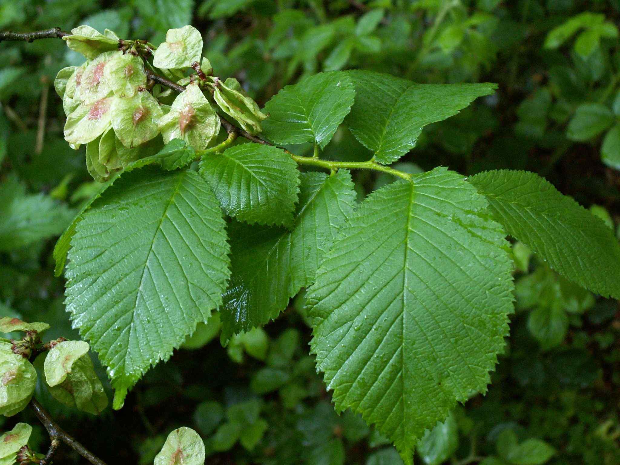 Ulmus glabra