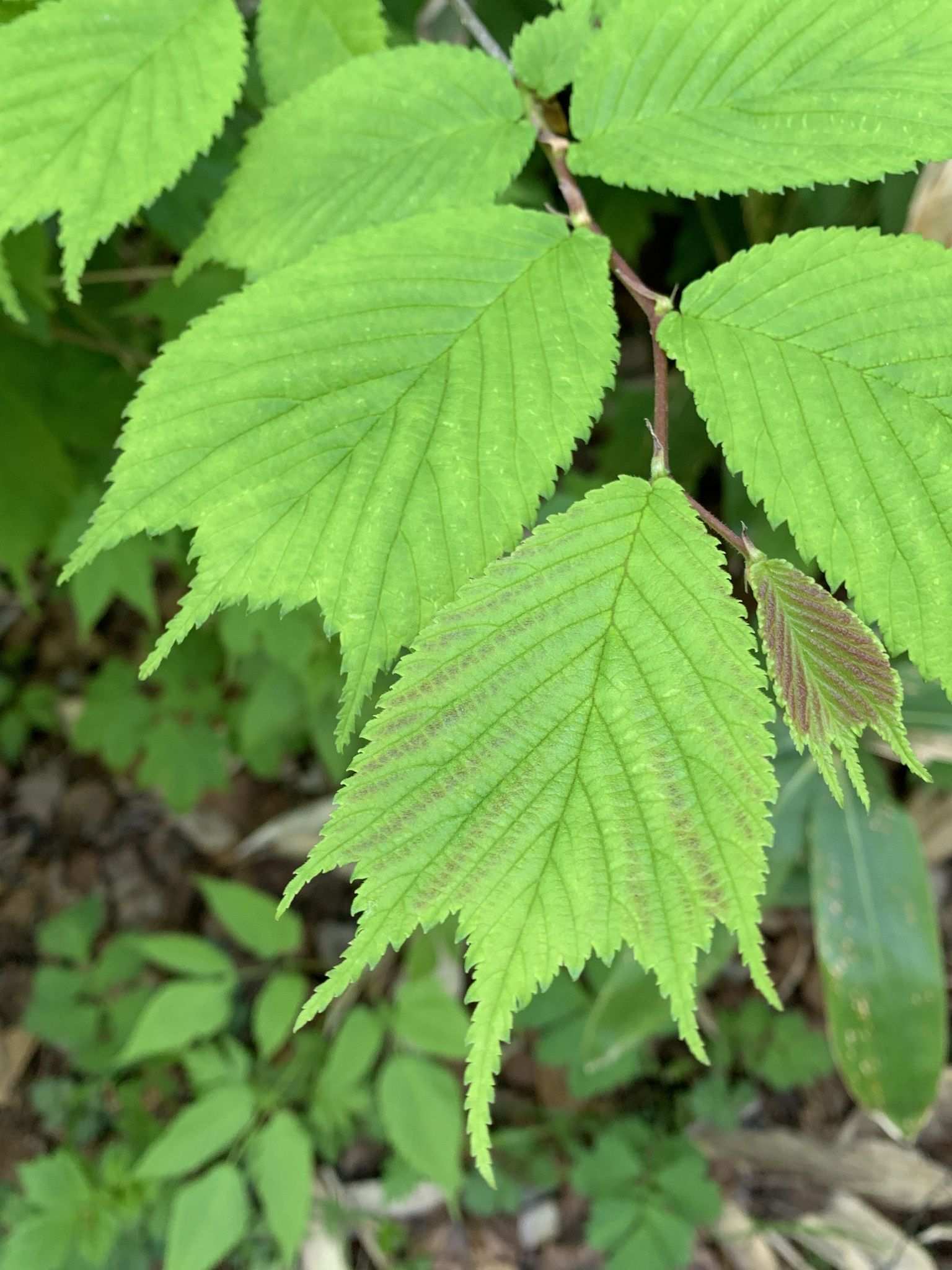 Ulmus laciniata