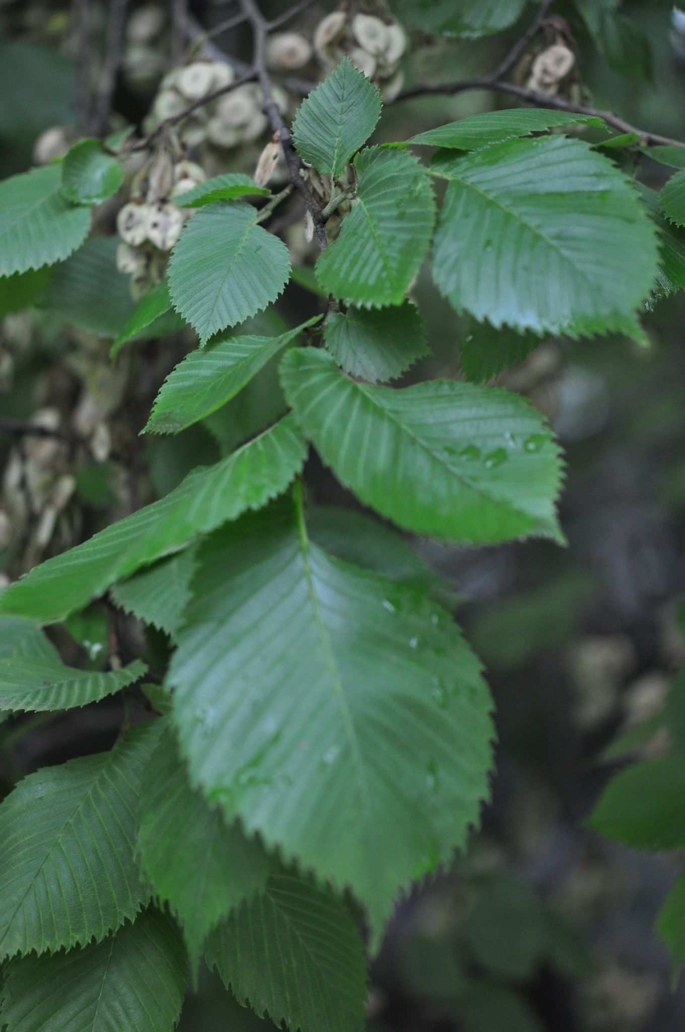 Ulmus laevis