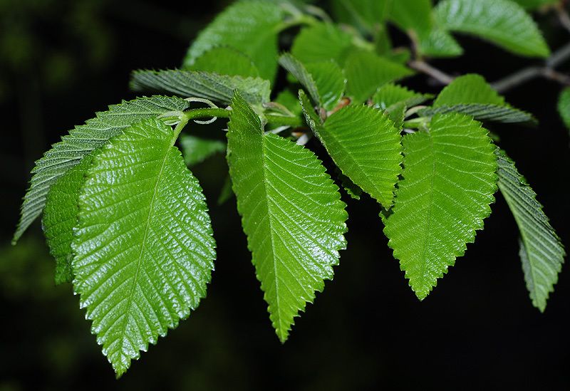 Ulmus minor