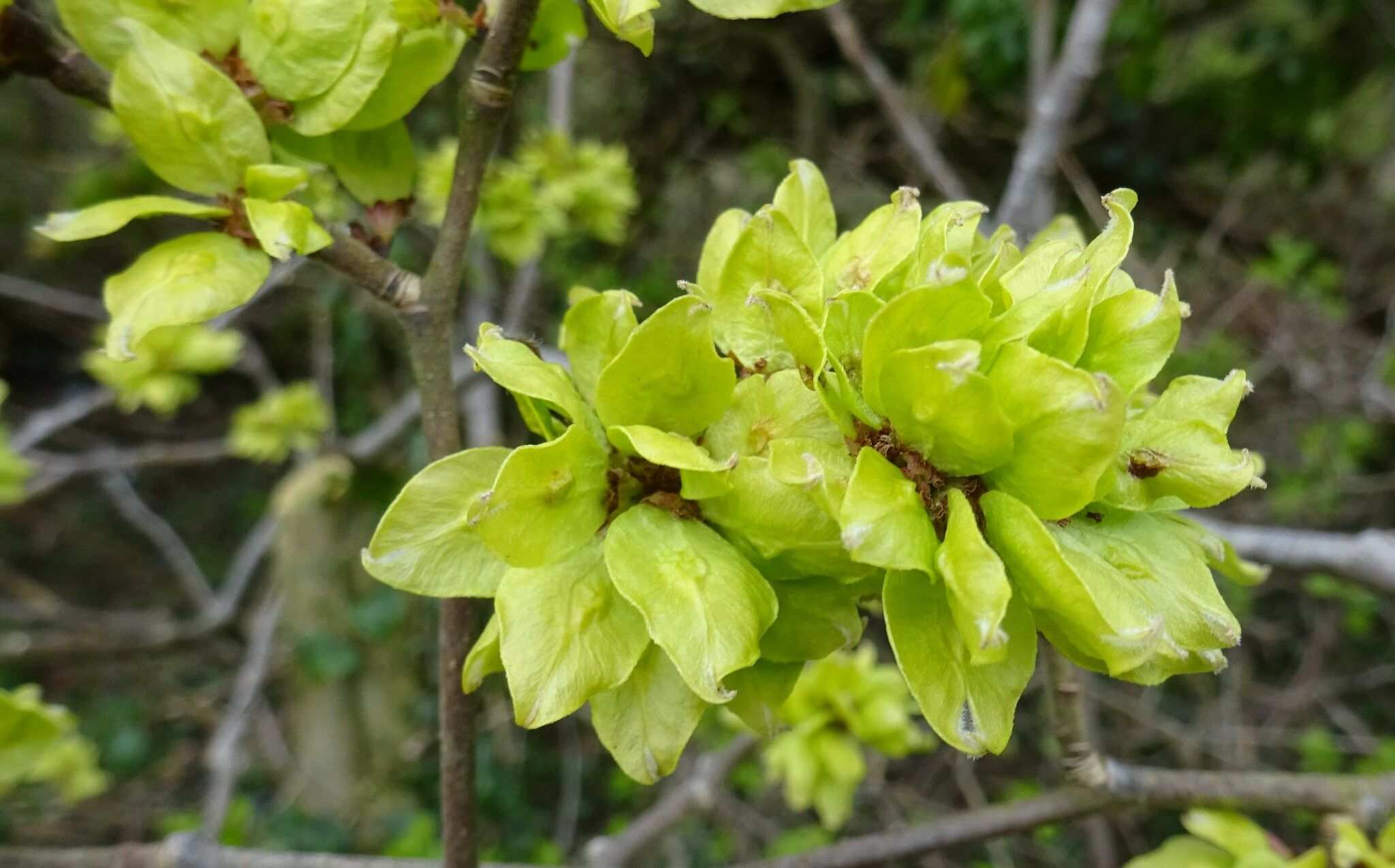 Ulmus procera