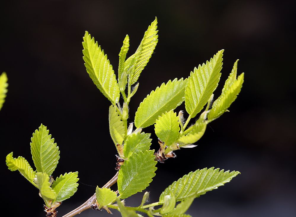 Ulmus pumila