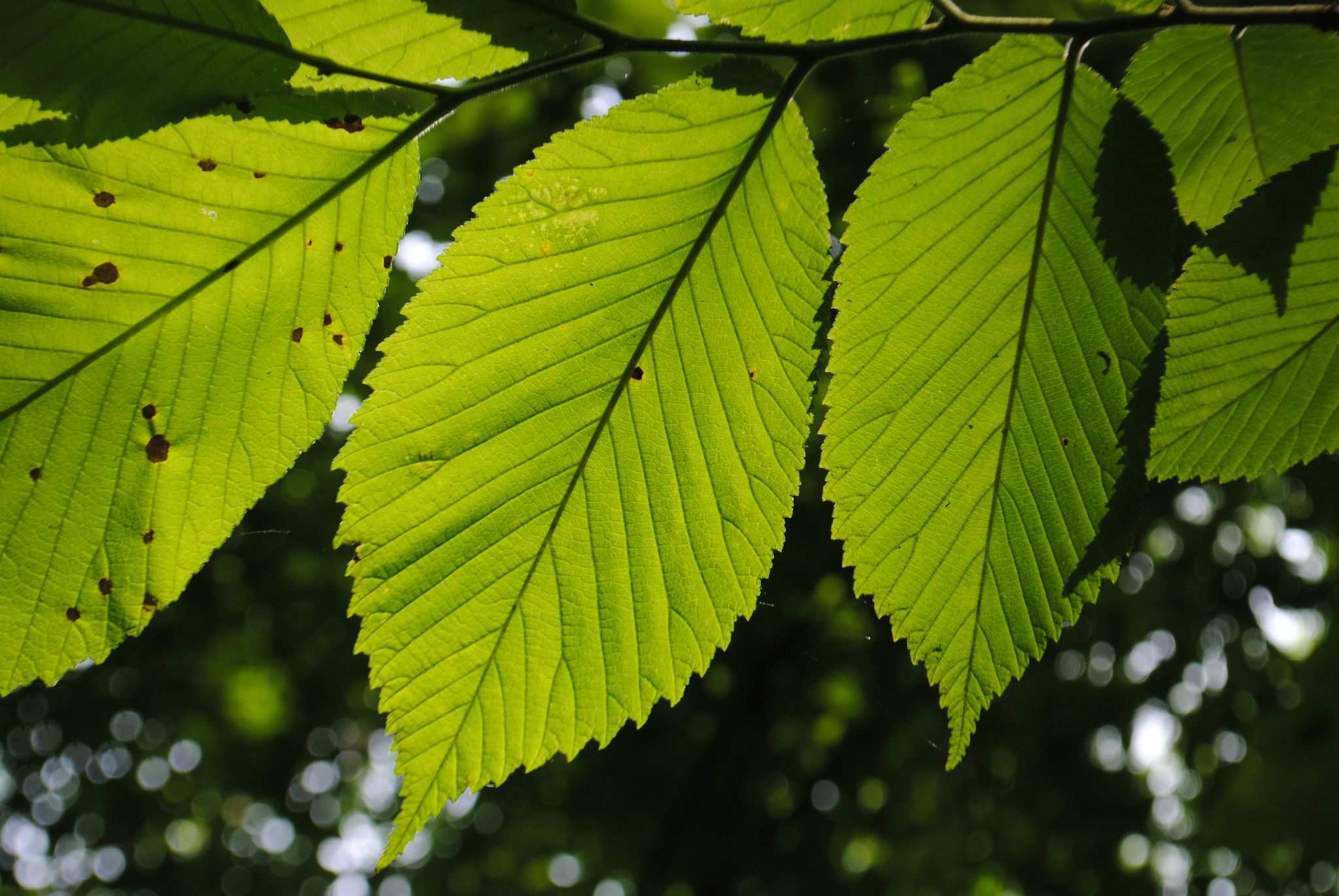 Ulmus rubra